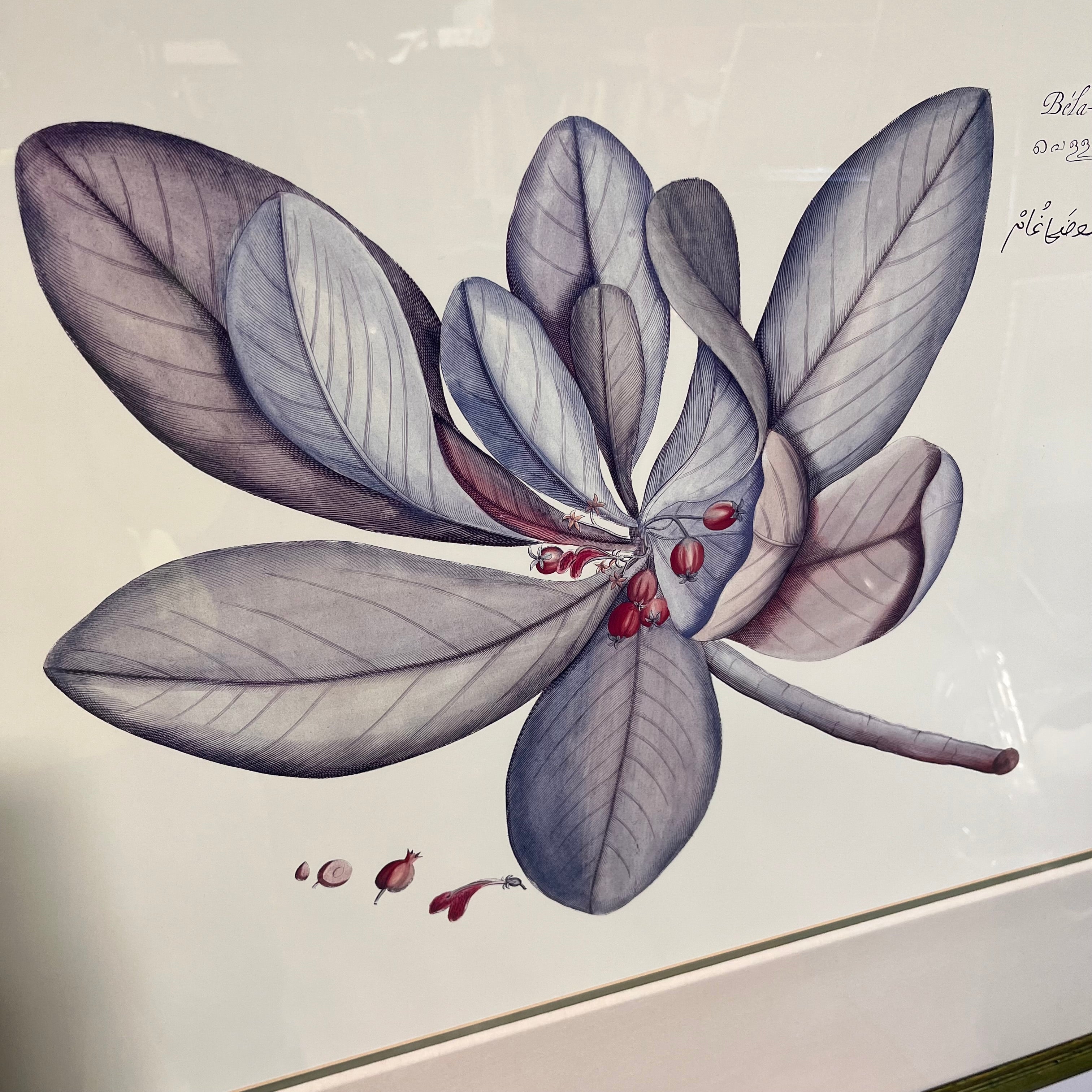 Bela-Modagam Botanical Print on Paper 40.5"x 33.5"