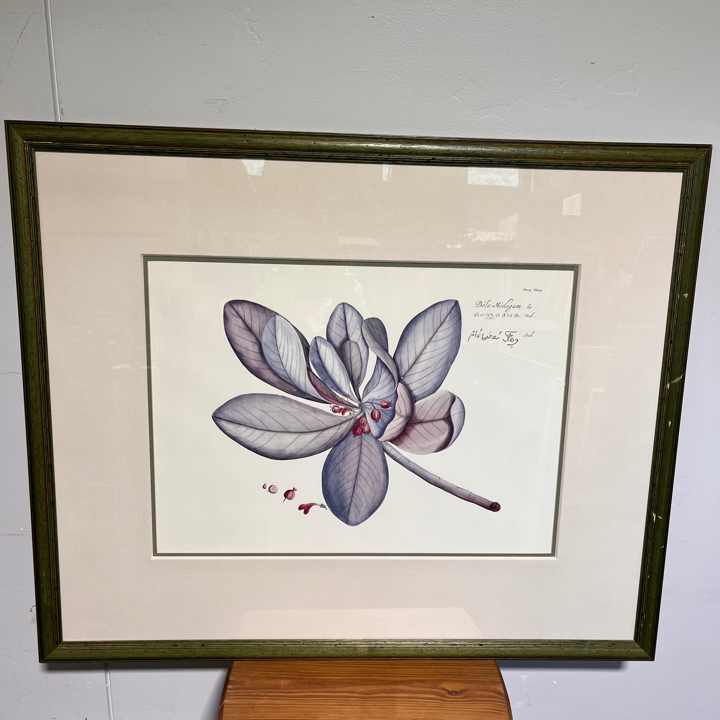 Bela-Modagam Botanical Print on Paper 40.5"x 33.5"