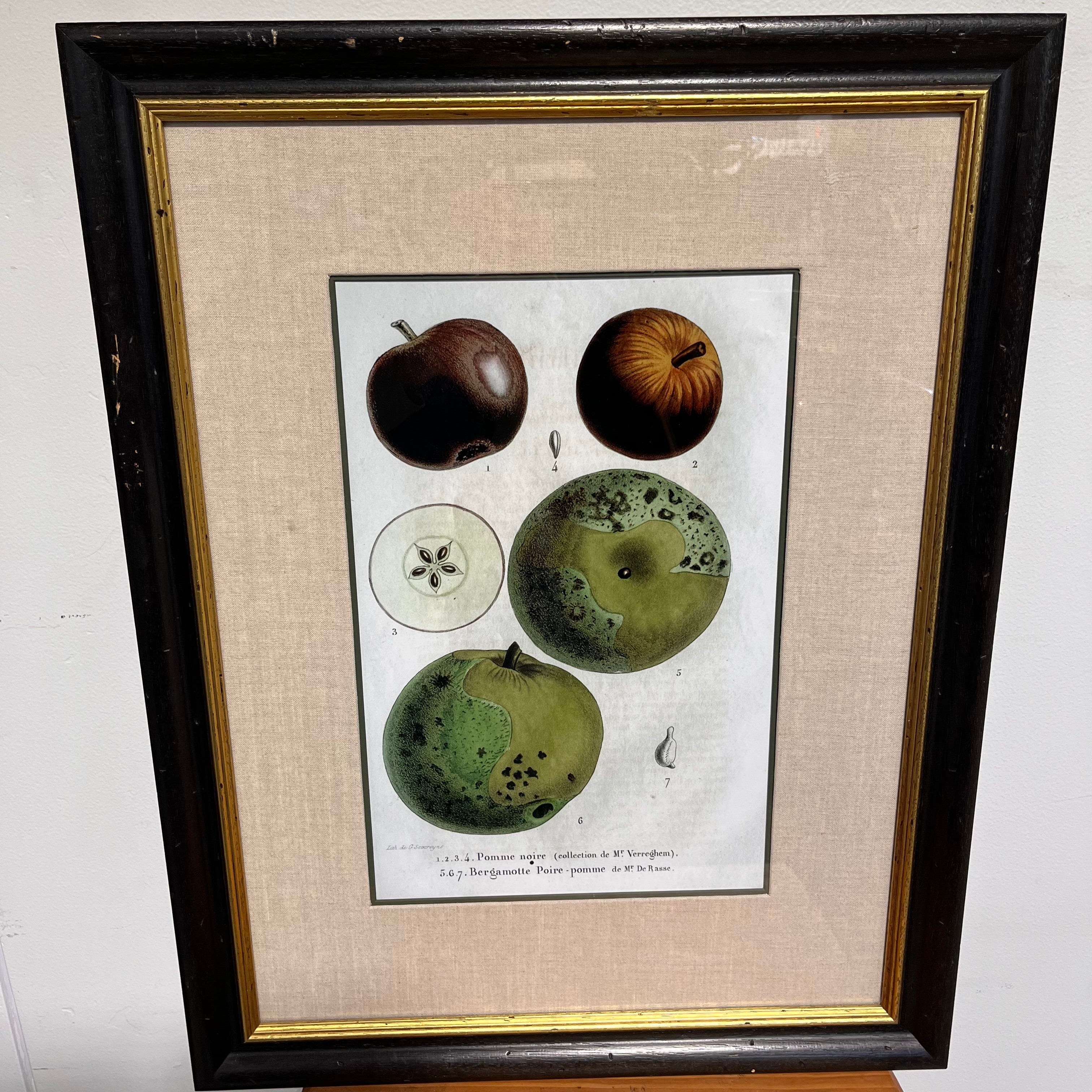 "Pomme Noire" by Charles Morren Color Lithograph Wall Art 21.75"x 28"