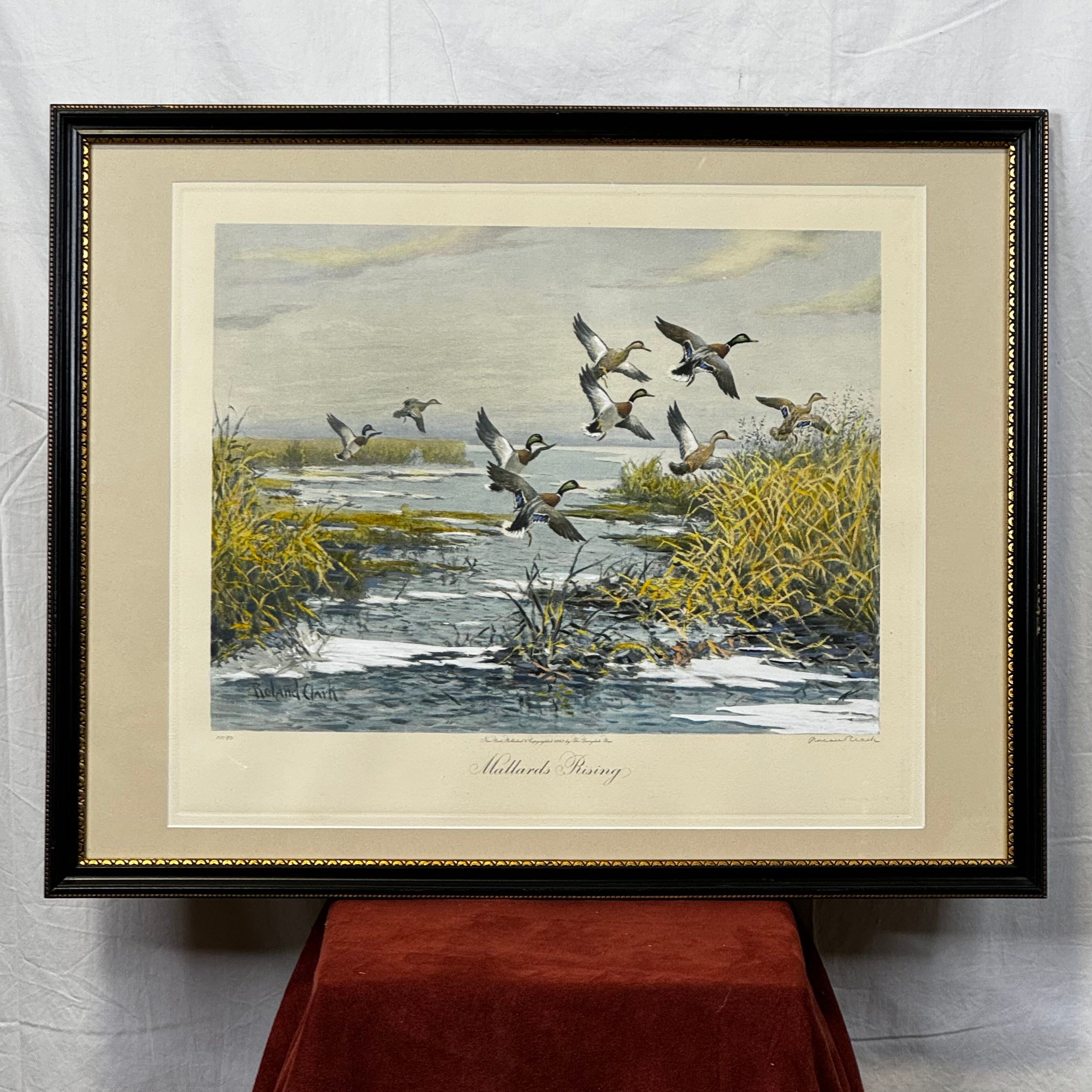 "Mallards Rising" by Roland Clark Sublimation Print On Paper 10/250