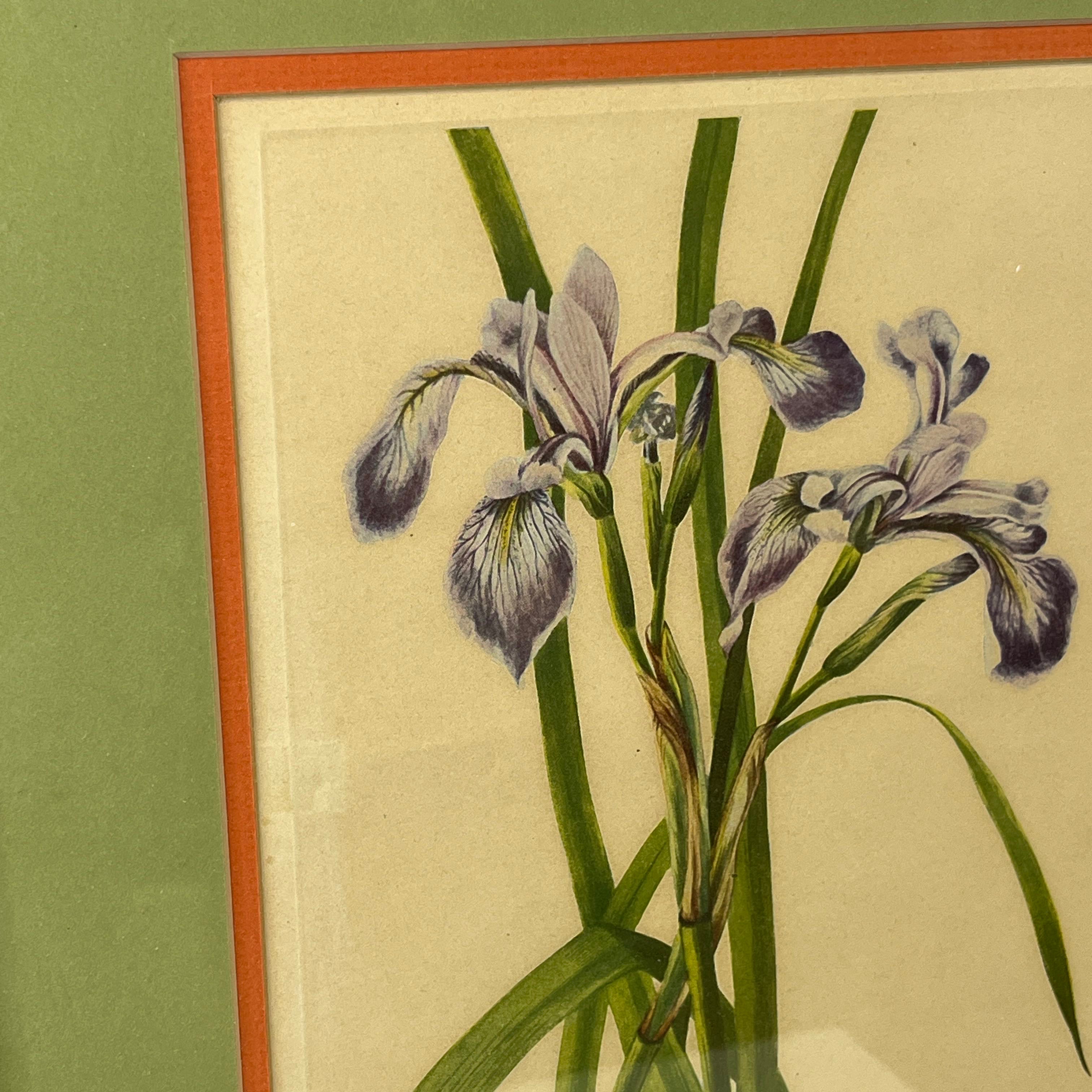 Purple Iris by Mary Vaux Walcott