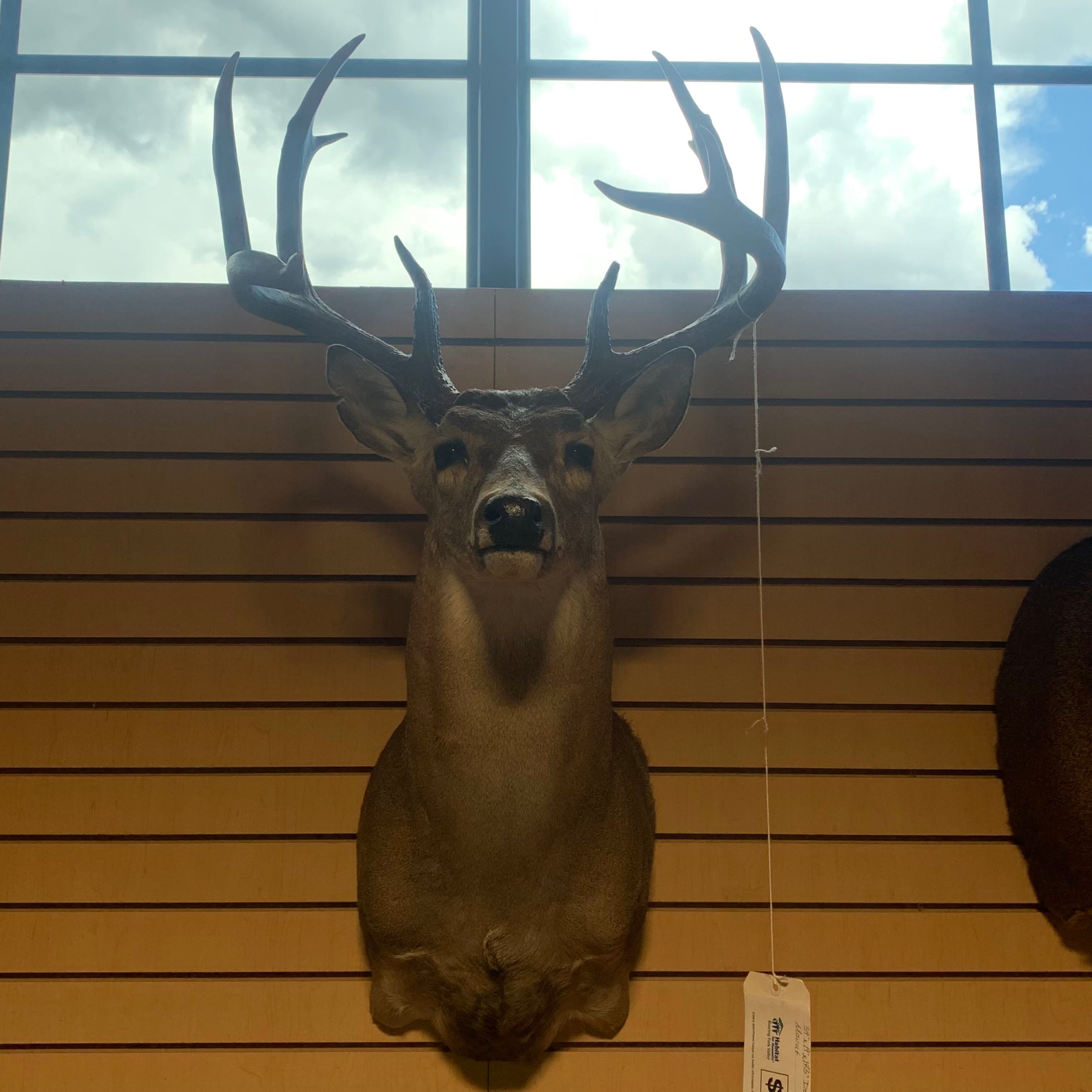 34"x 19"x 17.5" Deer Shoulder Mount