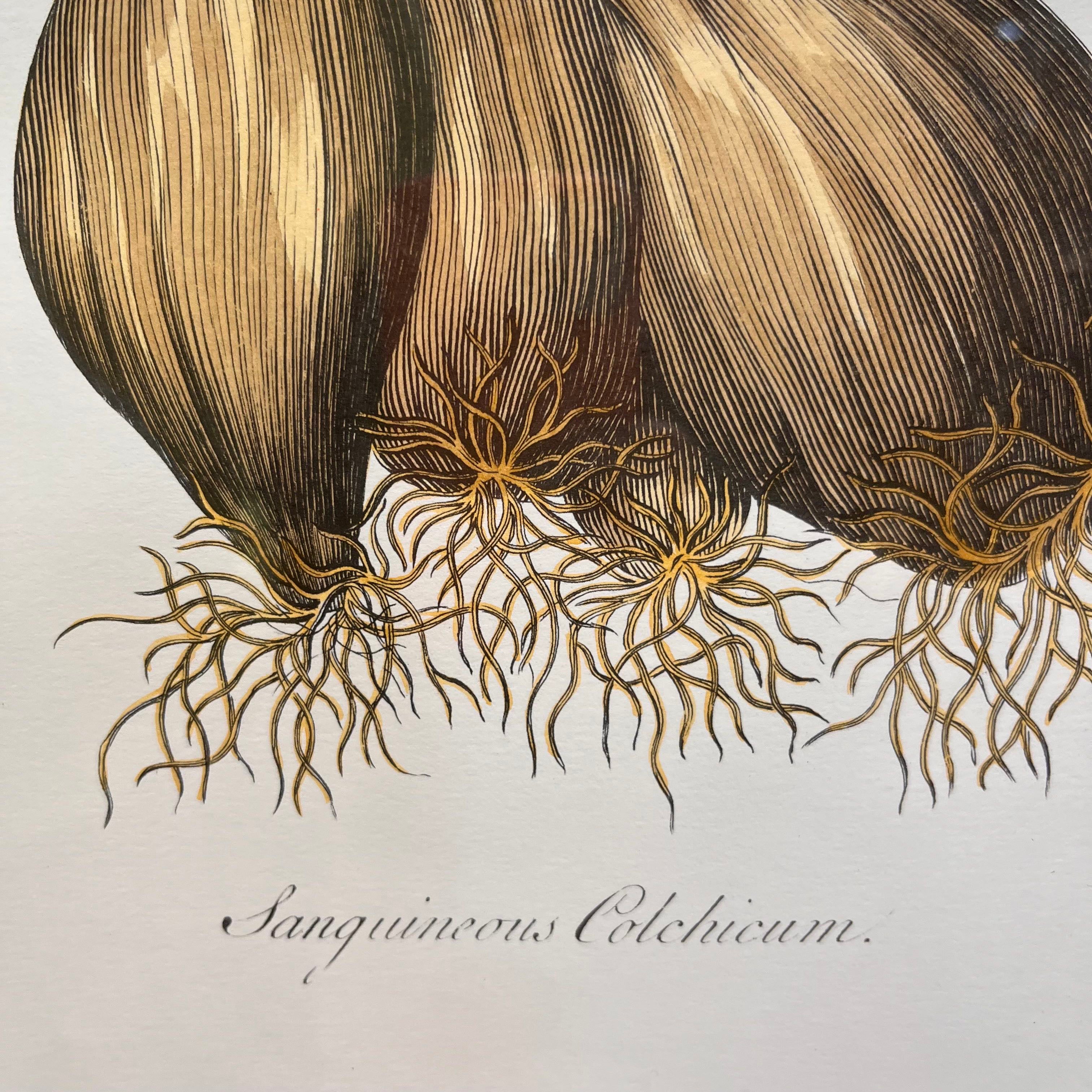 "Sanguineous Colchicum" by John Hill Engraved and Colored Print from Exotic Botany Illustrated 1759 Wall Art