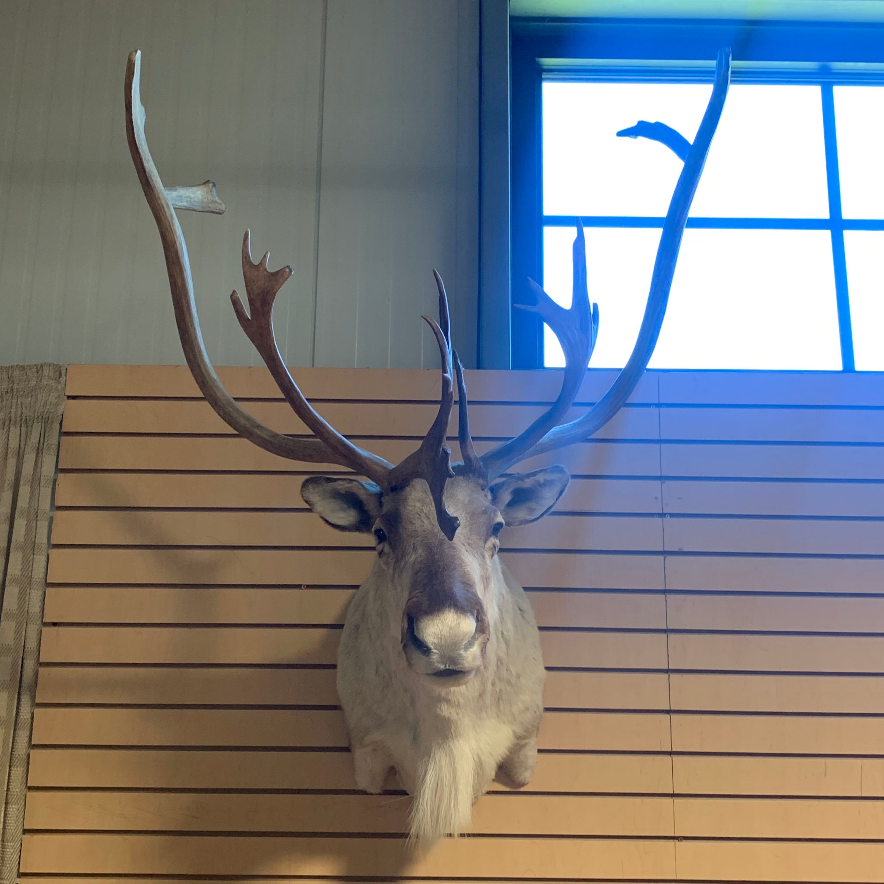 55"x 22"x 14.5" Peary Caribou Shoulder Mount