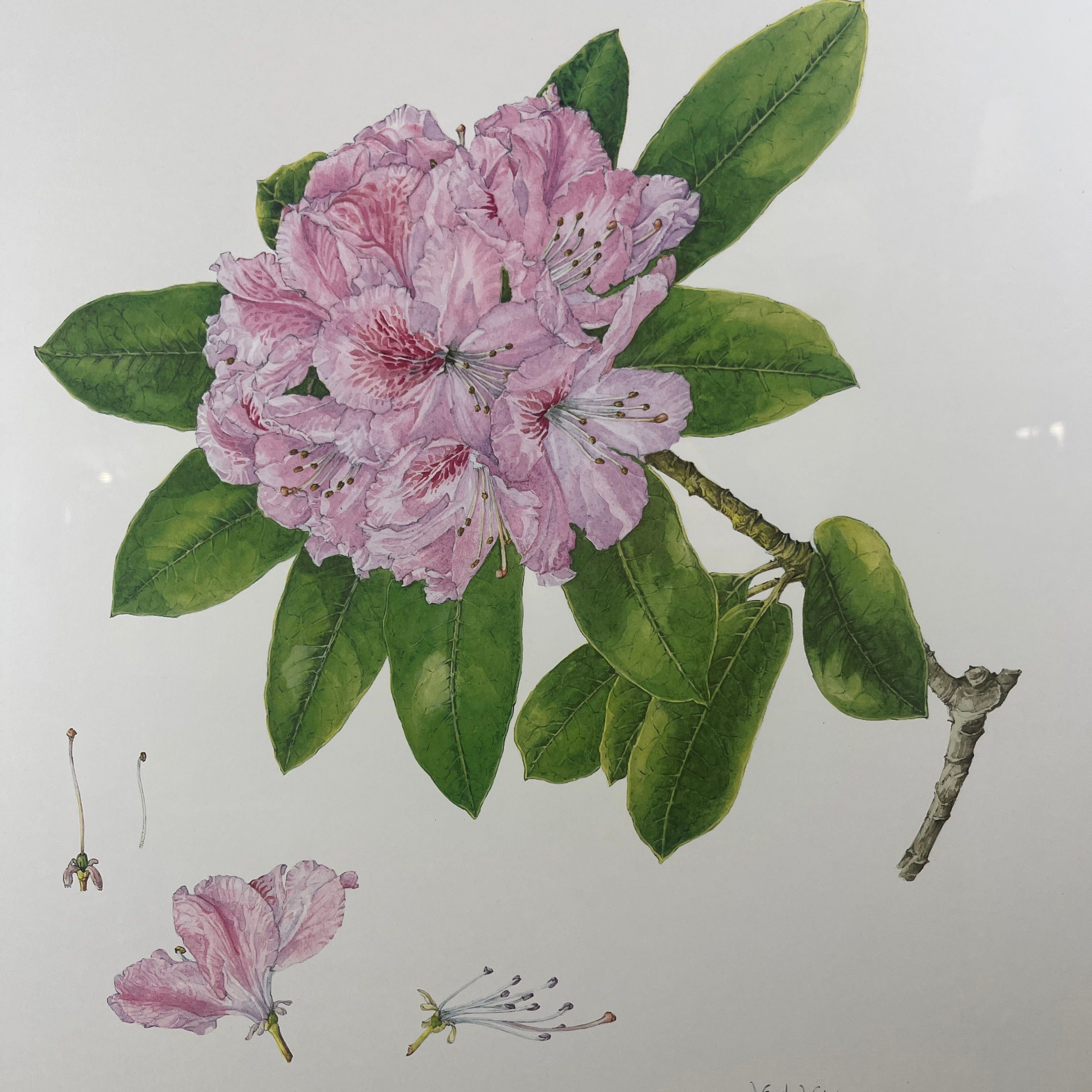 Rhododendron II by Wendy Walsh Print on Paper Signed Framed Wall Art