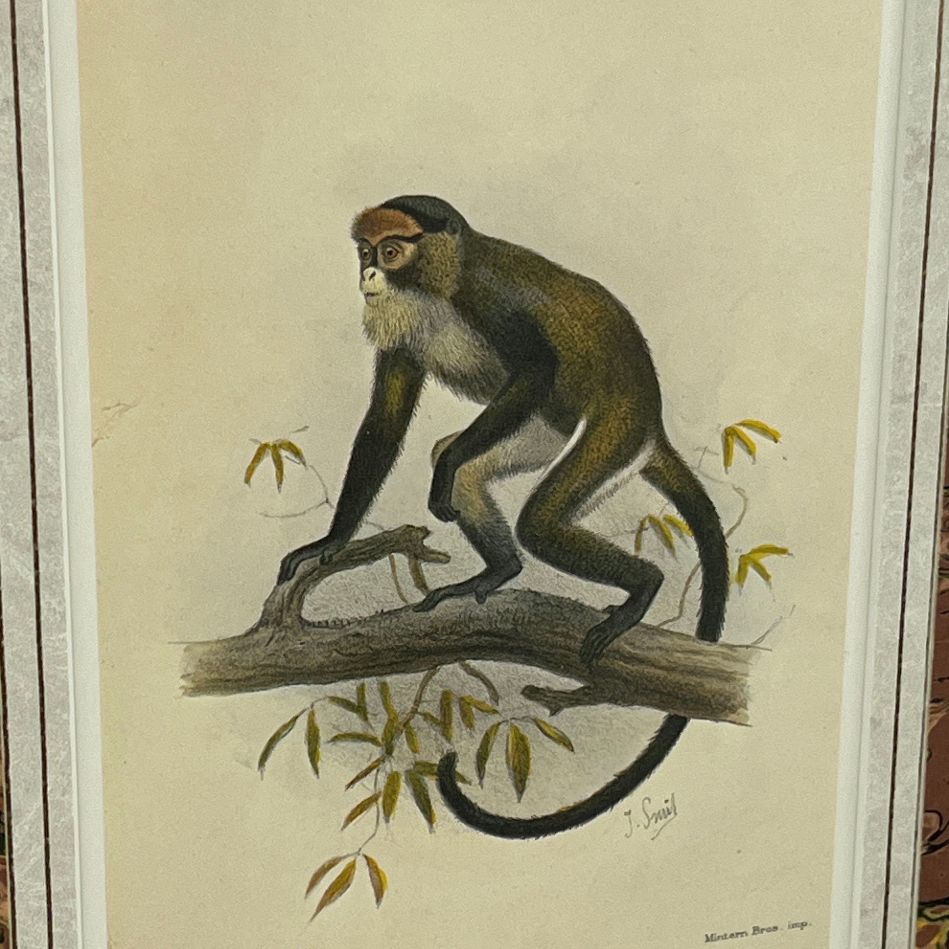 Cercopithecus Brazzae by J. Smith Marbled Golden Matte Print