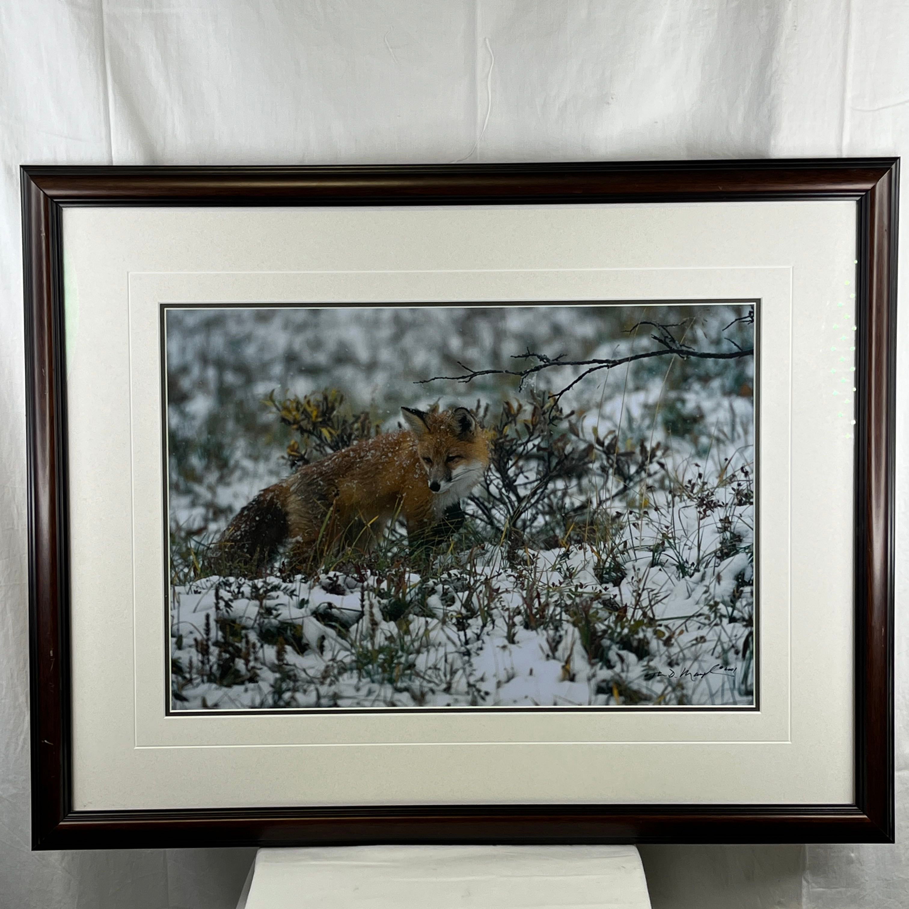 Early Snow by Thomas D. Mangelsen Signed 36/200 Framed Print