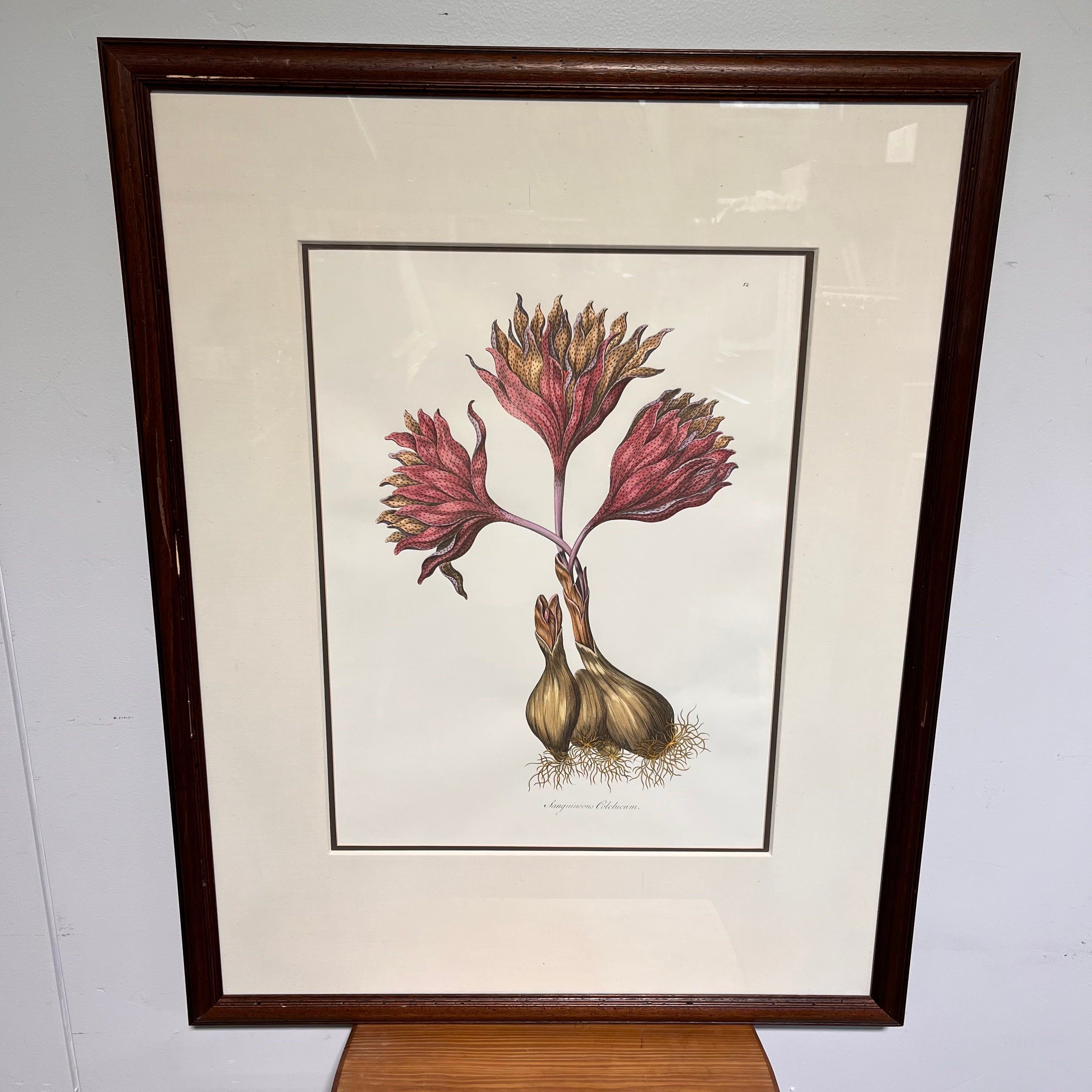 "Sanguineous Colchicum" by John Hill Engraved and Colored Print from Exotic Botany Illustrated 1759 Wall Art