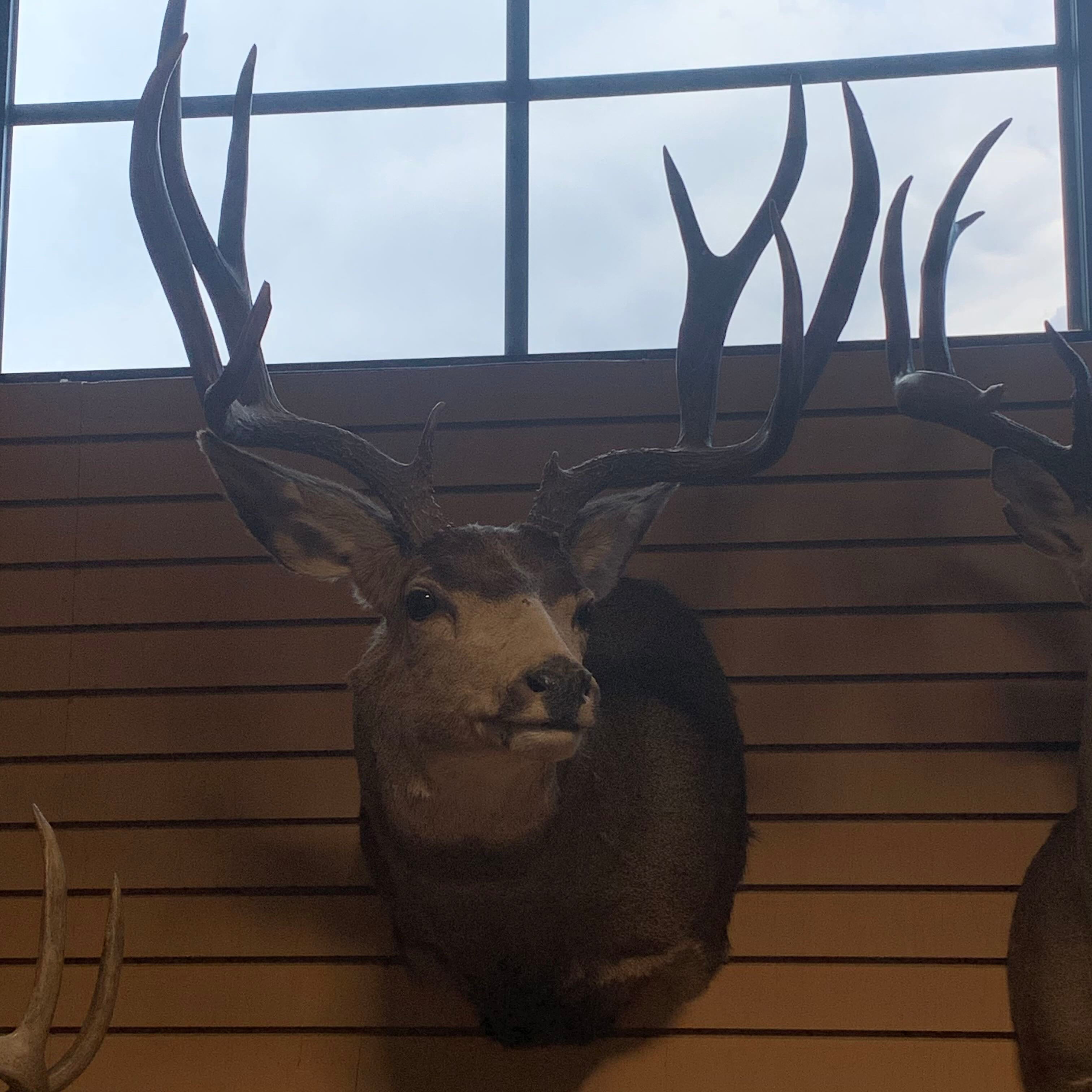 47"x 20.5"x 14.5" Deer Shoulder Mount