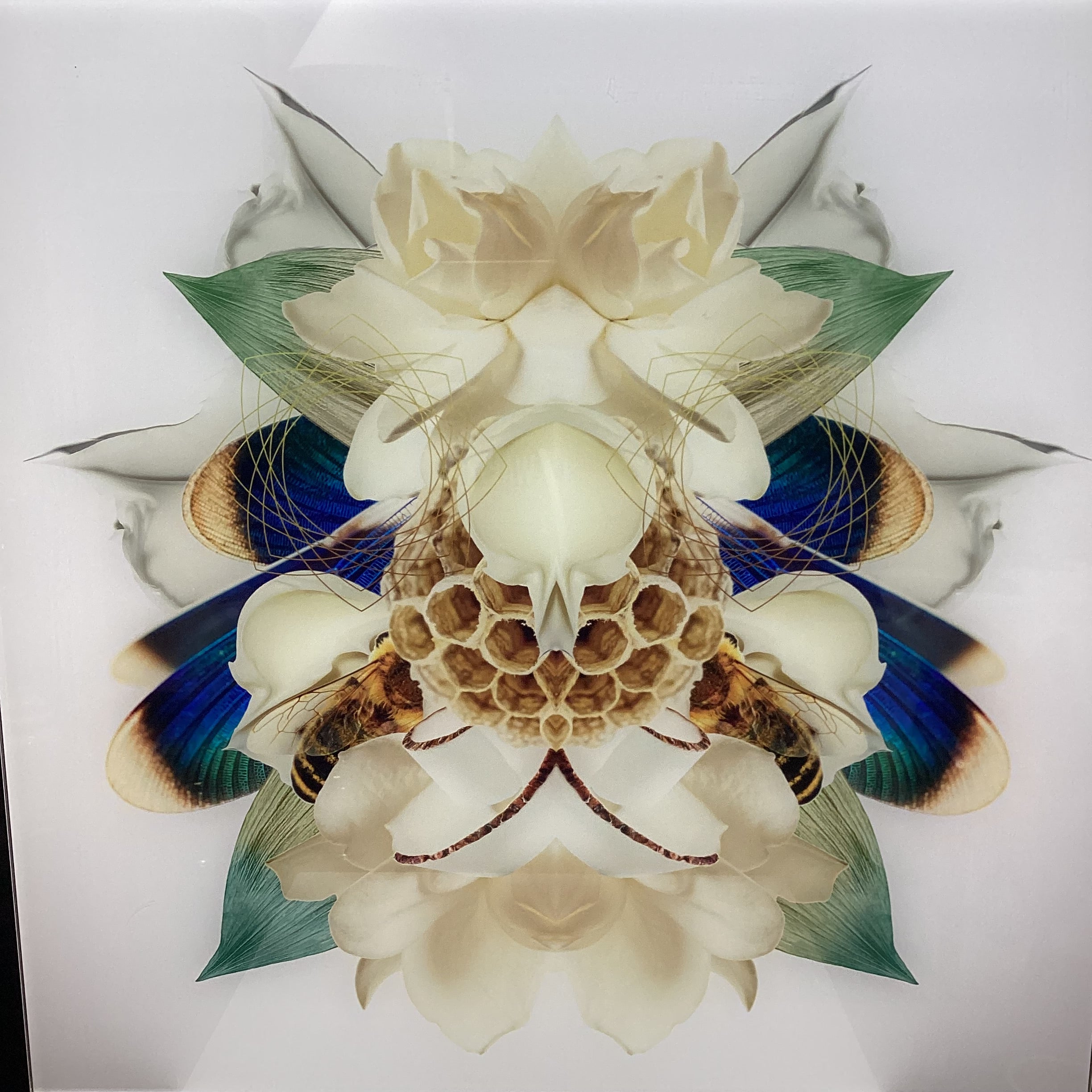 Symmetrical Bee/Nature Photograph Print 30" x 30"