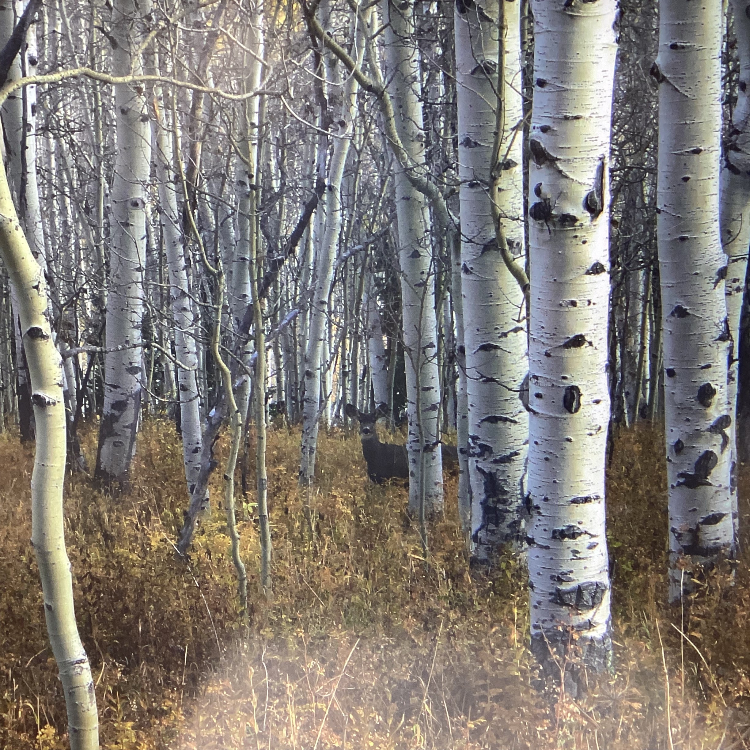 Forest Photograph With Deer In Wooden Frame 36" x 26"