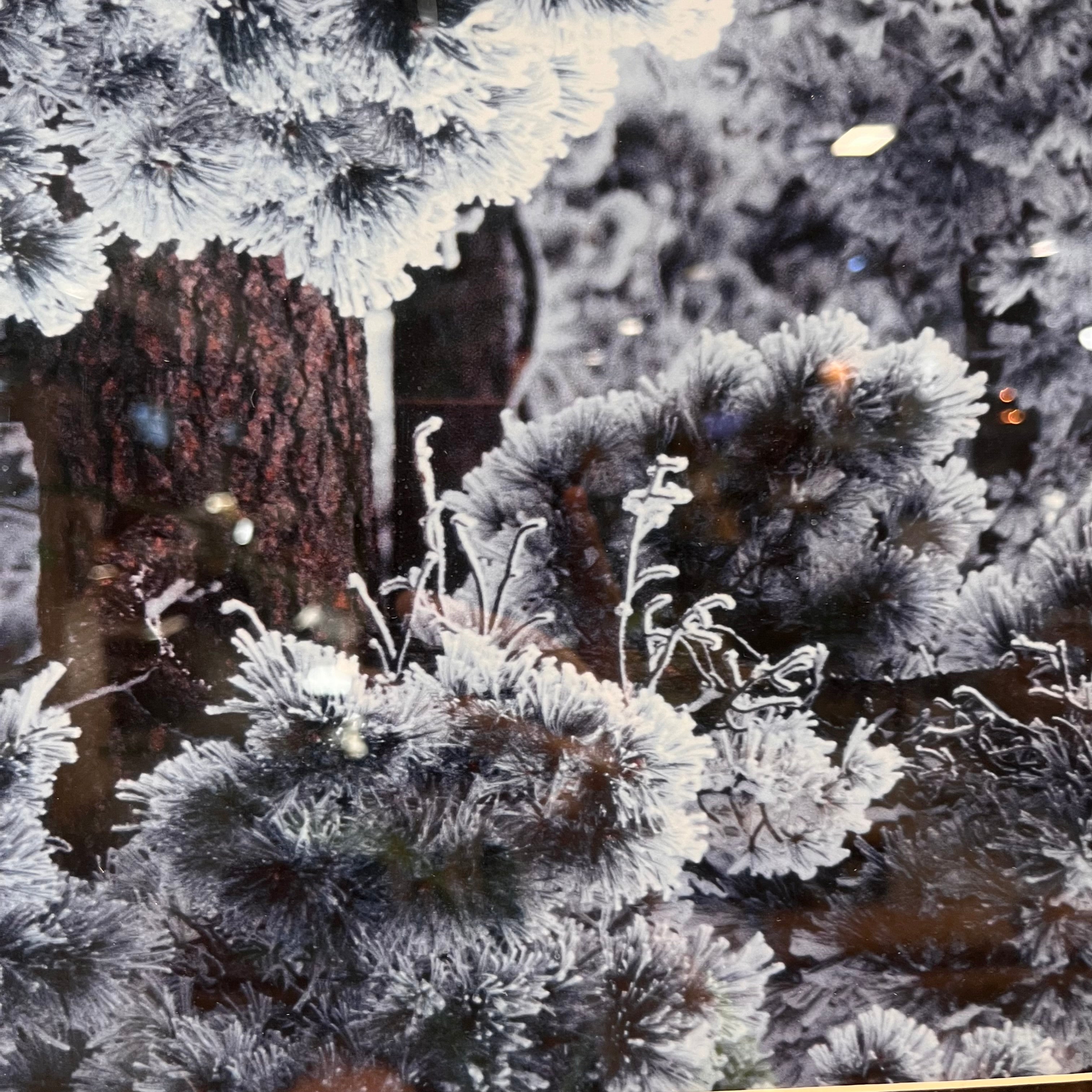 Snowy Ponderosa Pine Photograph Print on Paper Wall Decor; 20.5"x 25.5"