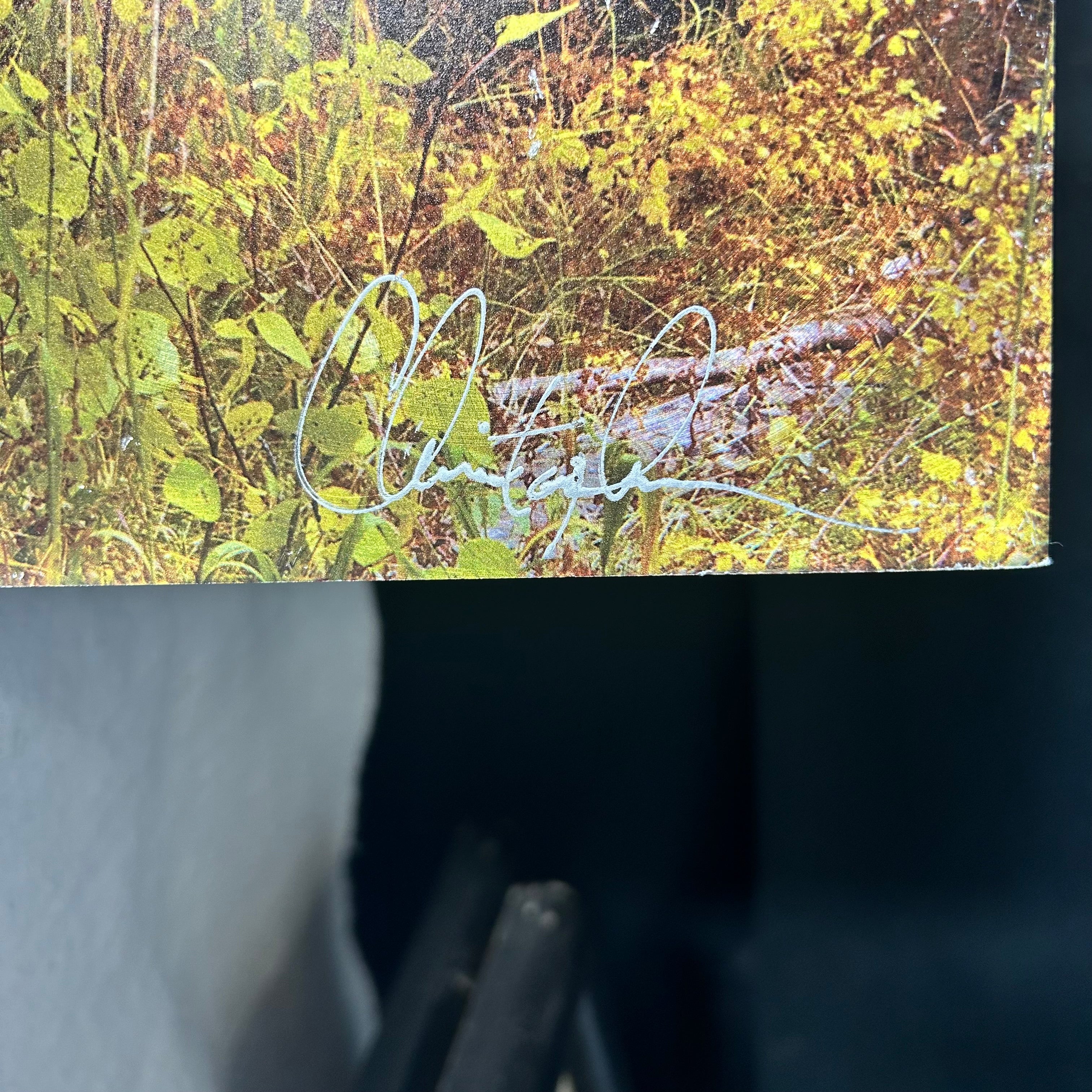 Aspen Tree Photography Signed On Metal Backing 40"x 30"