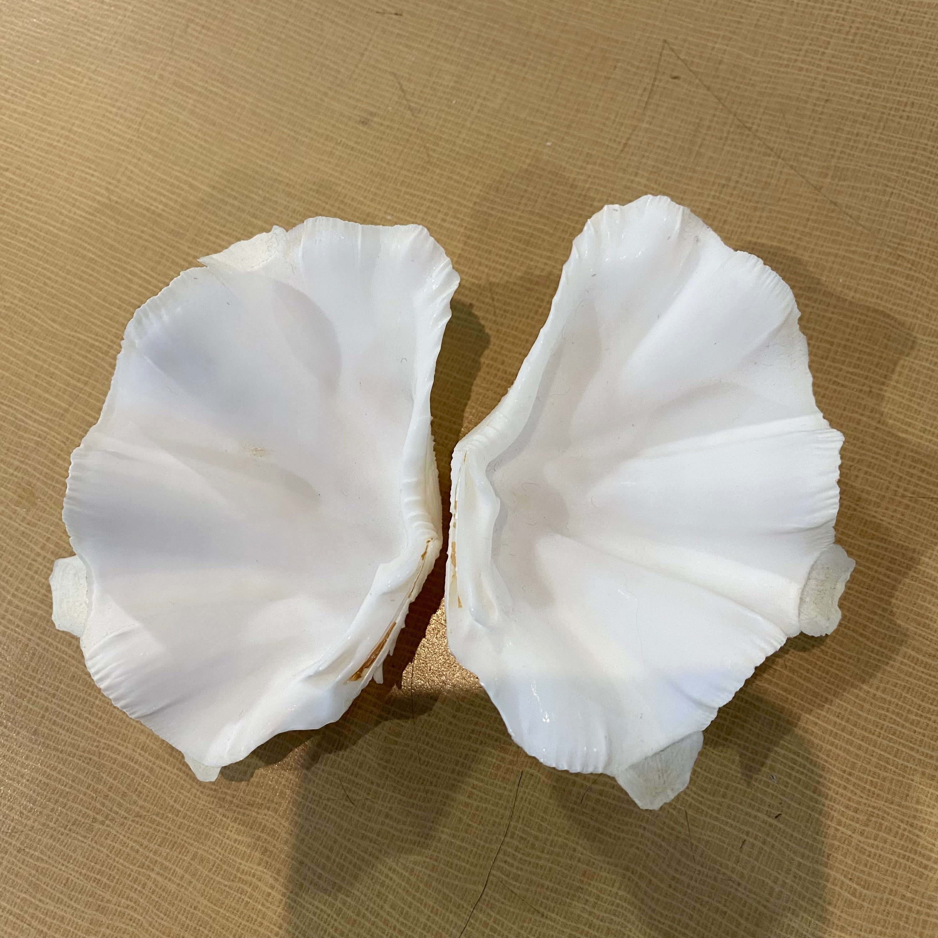 Tridacna Fluted Pair Baby Clam Shells 4"x 3"x 2.5"