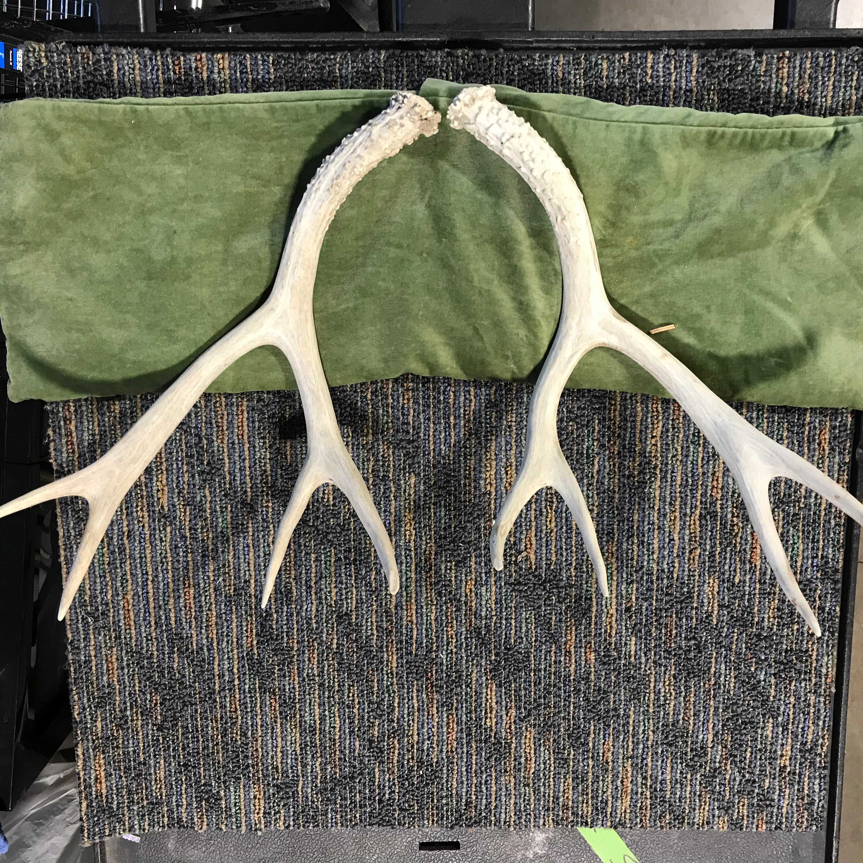 Authentic Deer Antler Sheds