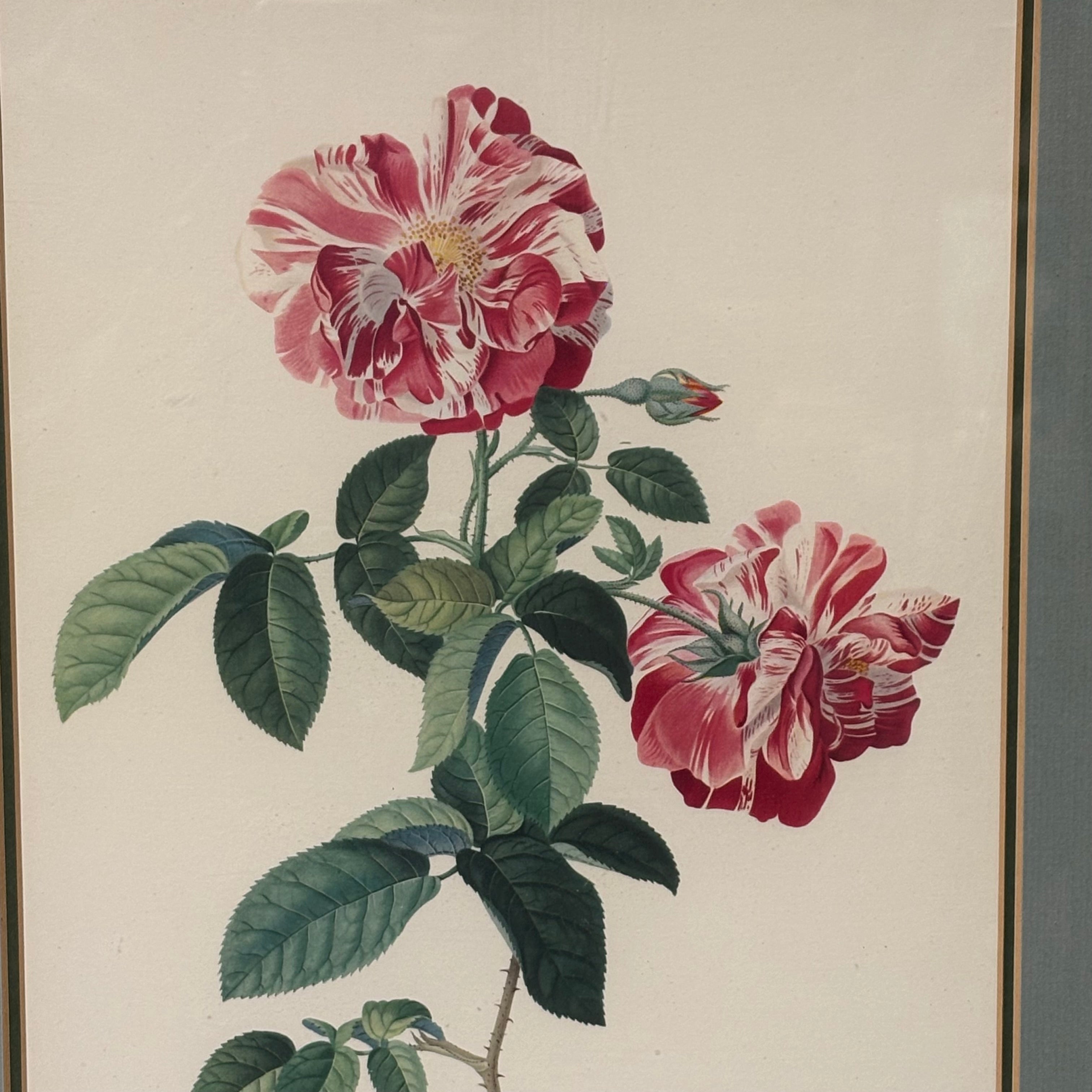 Georg D. Ehret The Common Province Rose Floral Print Framed Wall Decor 16” x 21”
