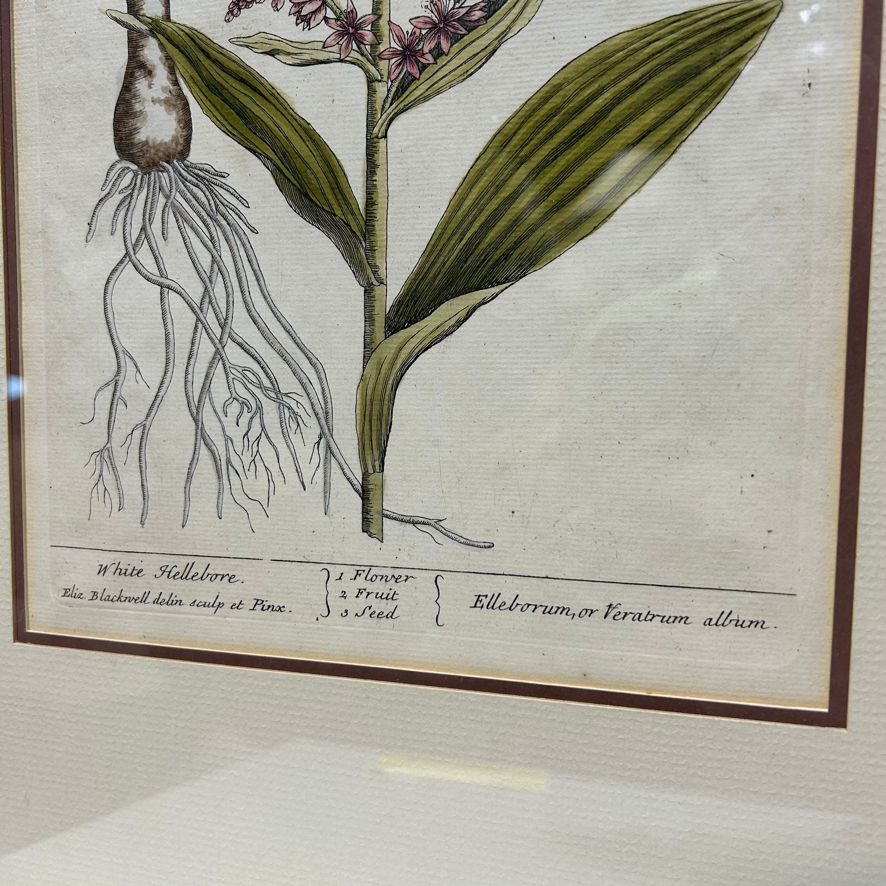 Elizabeth Blackwell Hand Colored Botanical Engraving Print 15.5"x 20.5"