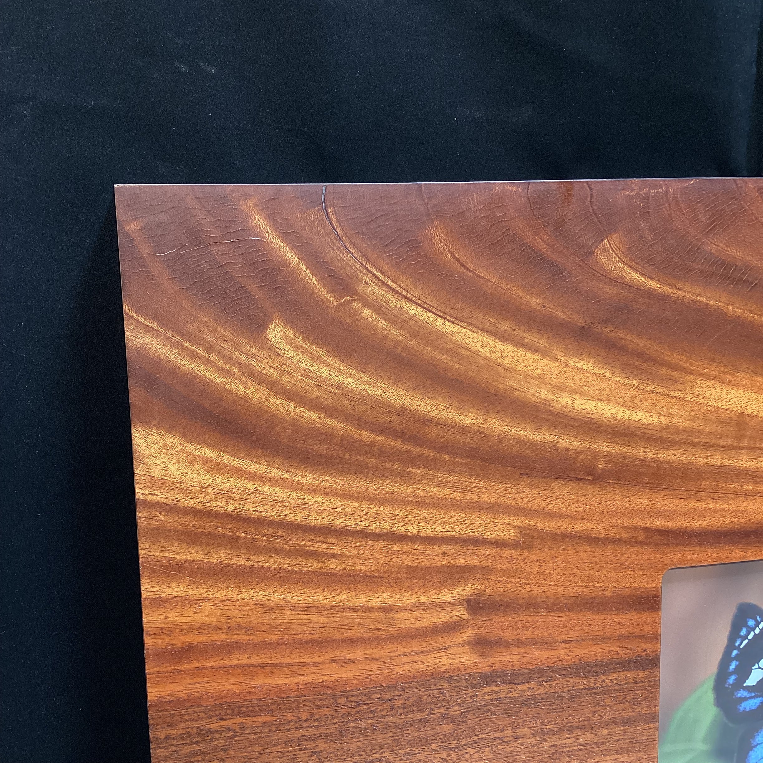 Steve Graser Powder-Blue Skipper Butterfly Photograph In Flame Mahogany Wood Frame 30" x 23"