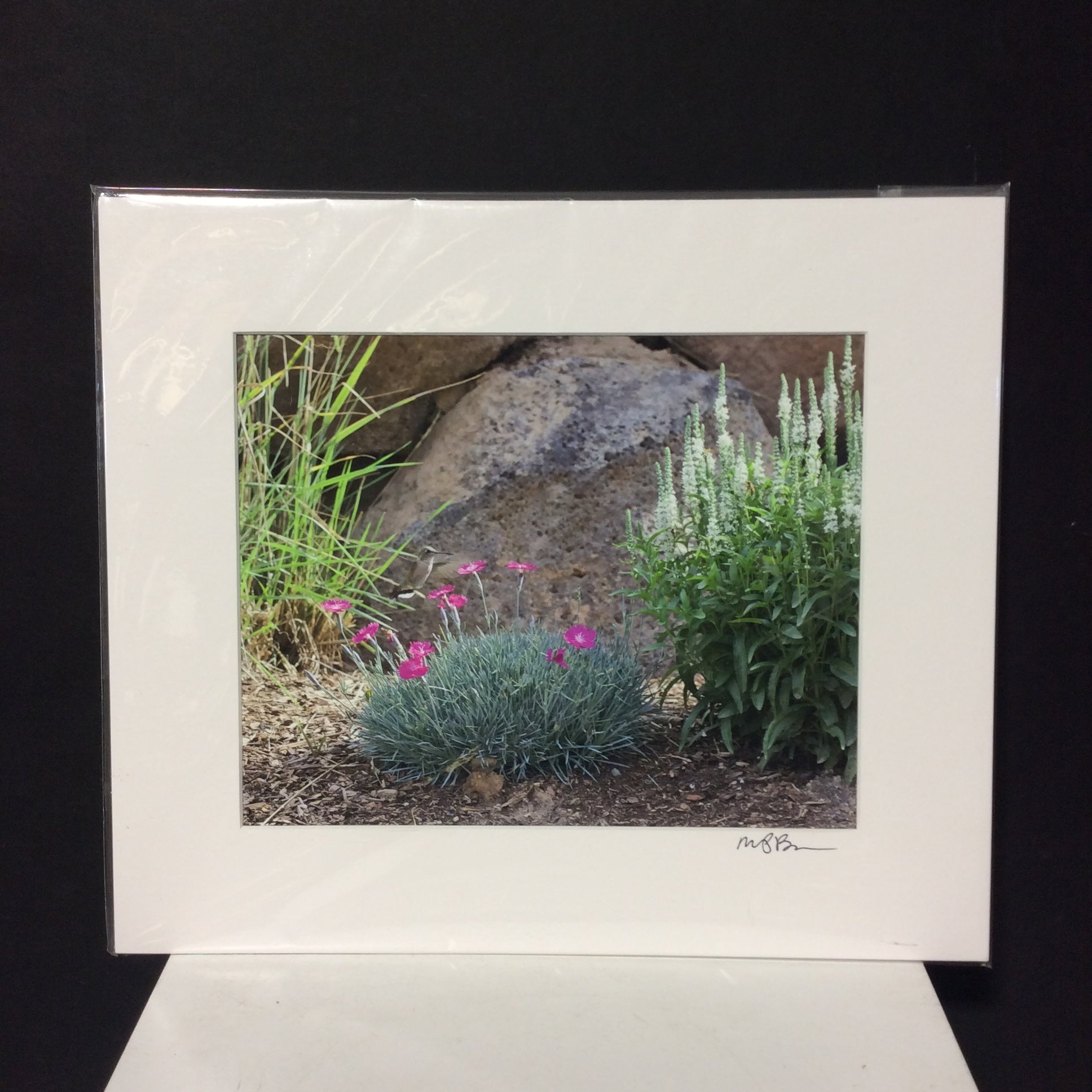 Matted W/Out Frame Signed "Happy Hour Hum" Hummingbird Photograph 14" x 12"