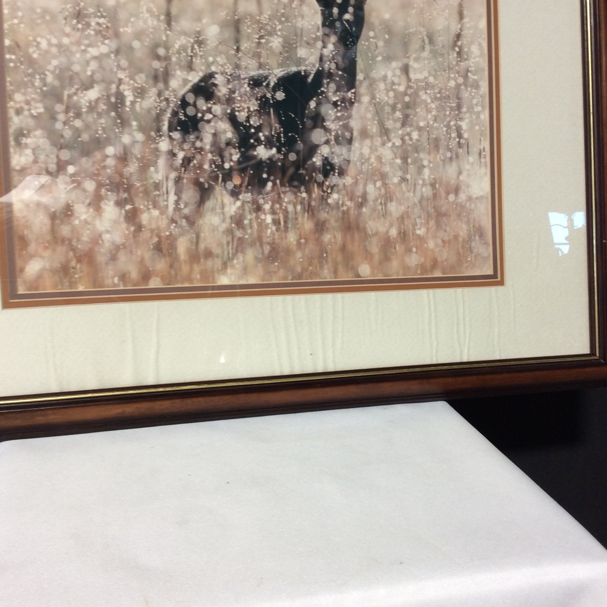 Terrell Campbell "White-Tail Princess" Photograph Print In Wood Frame 22" x 18"