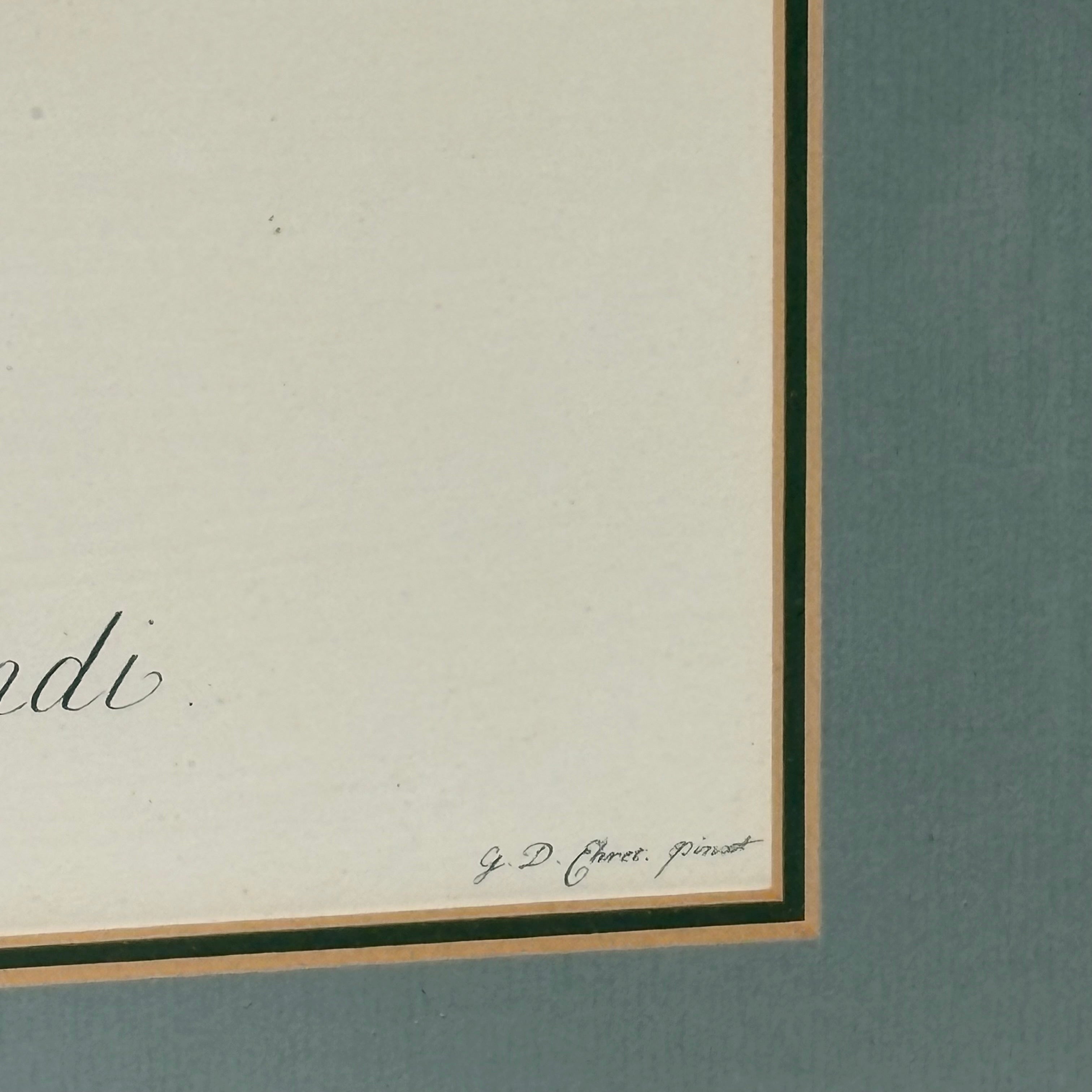 Georg D. Ehret The Common Province Rose Floral Print Framed Wall Decor 16” x 21”