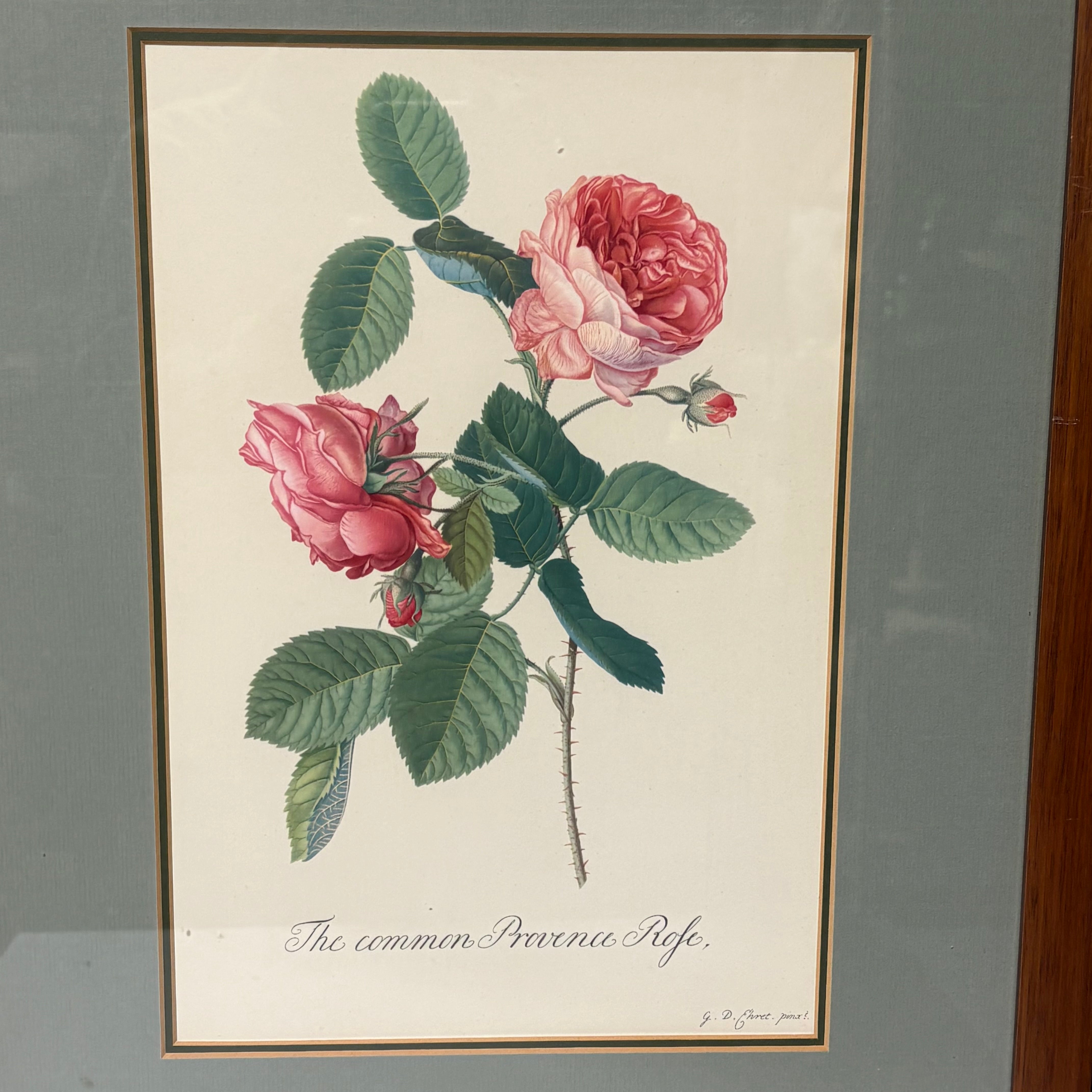 Georg D. Ehret Rosa Mundi Floral Print Framed Wall Decor 16” x 21”