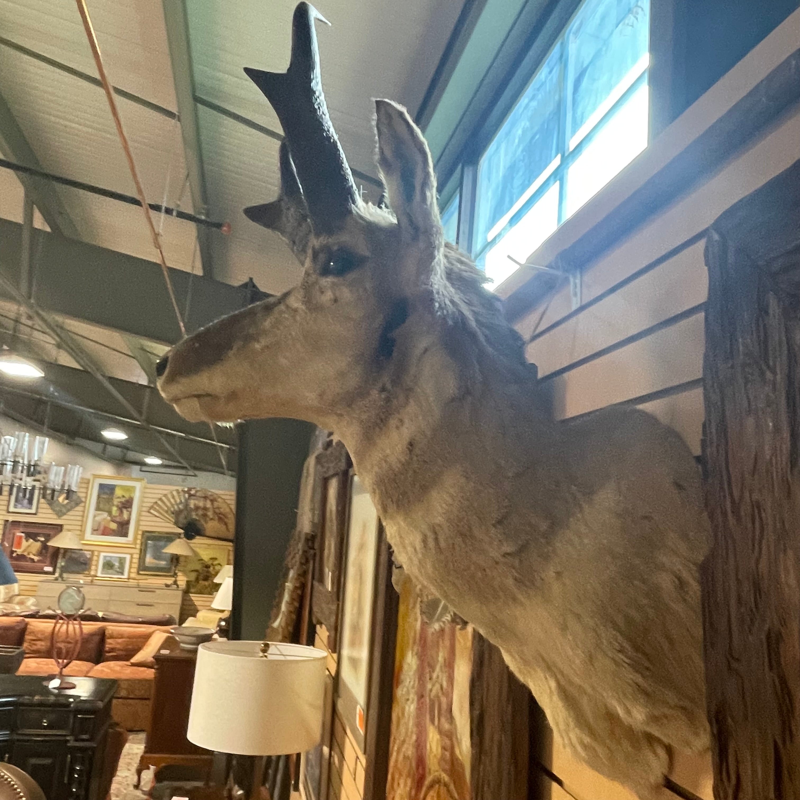 Pronghorn Antelope Shoulder Mount