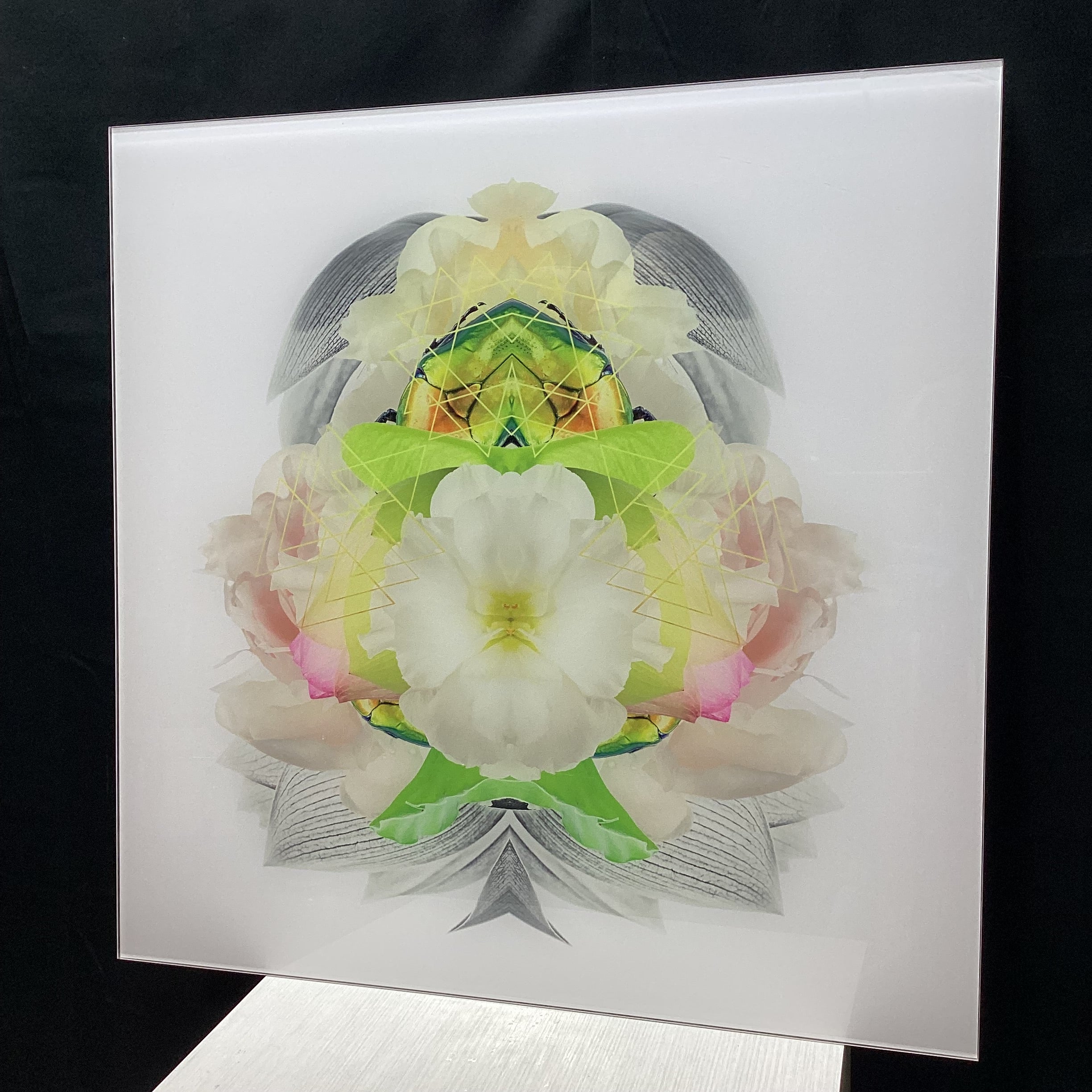 Symmetrical Beetle/Nature Photograph Print With Gold Triangular Details 30" x 30"