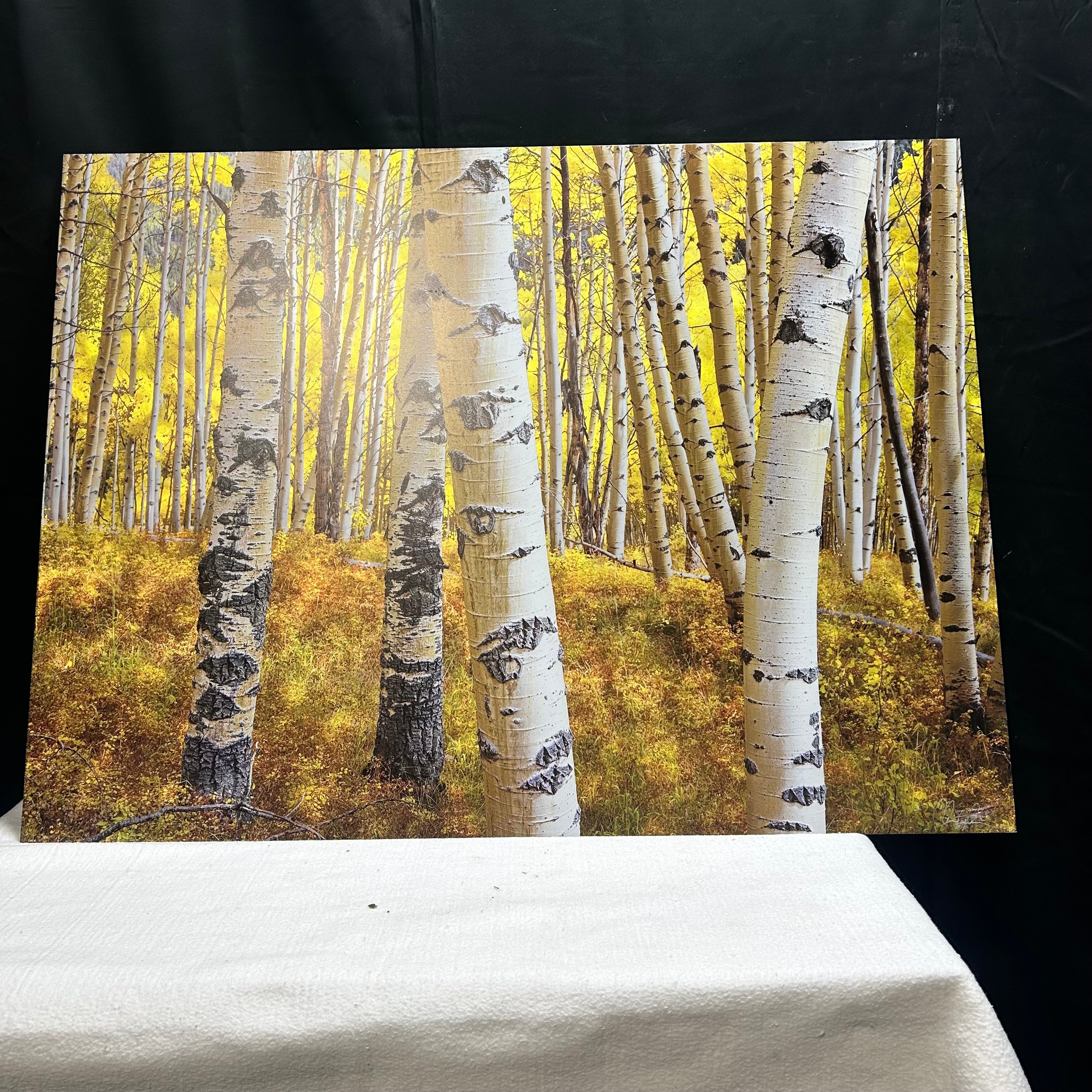 Aspen Tree Photography Signed On Metal Backing 40"x 30"