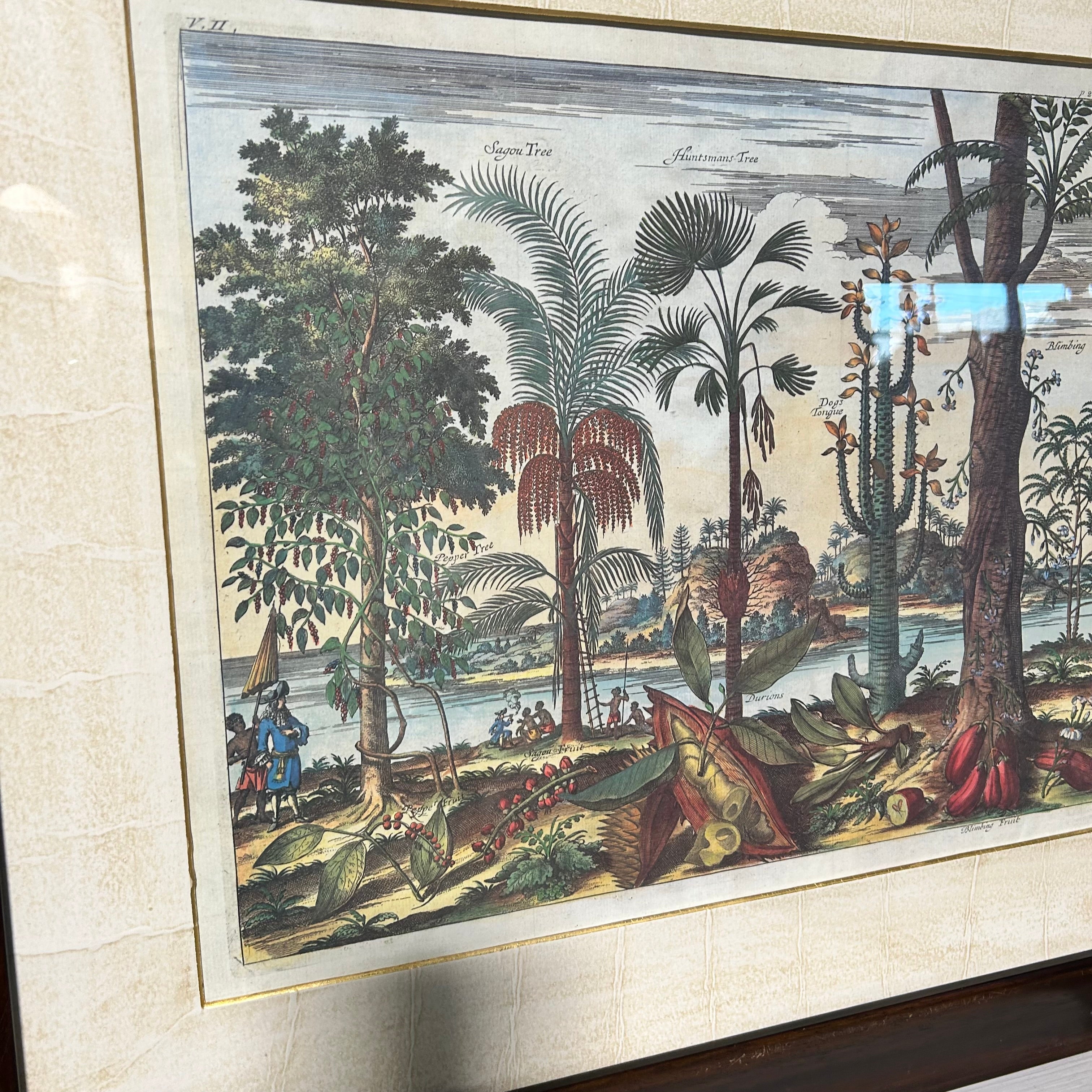 Description: Johan Nieuhof Print Of A Antique Botanical Illustrated Print 27'5"x 24"