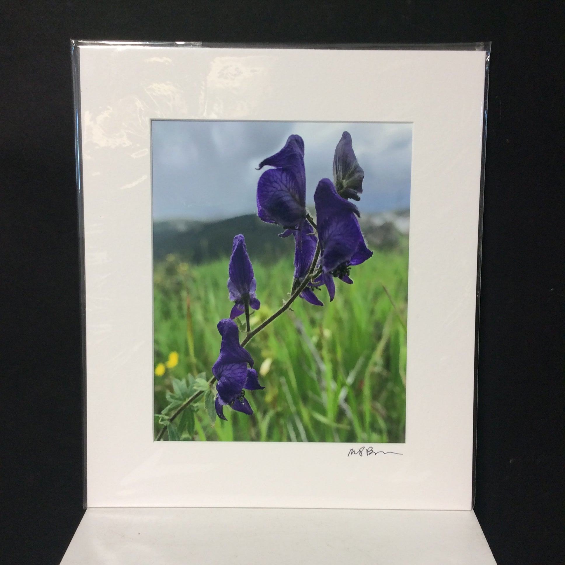 Matted W/Out Frame Signed "Monkshood" Flower Photograph 12" x 14"