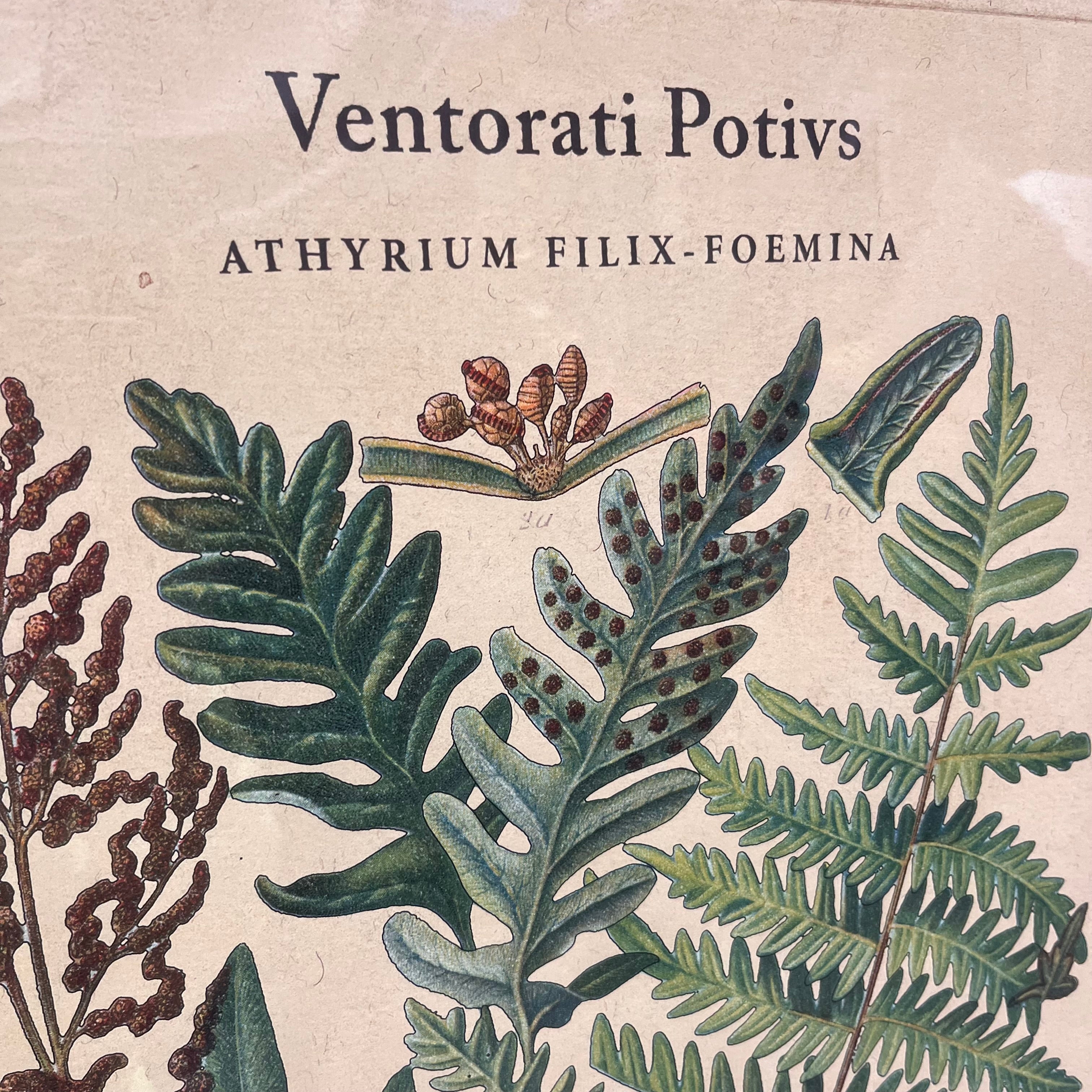 Athyrium Filix Botanical Reproduction Print on Paper Wall Decor; 27"x 38"