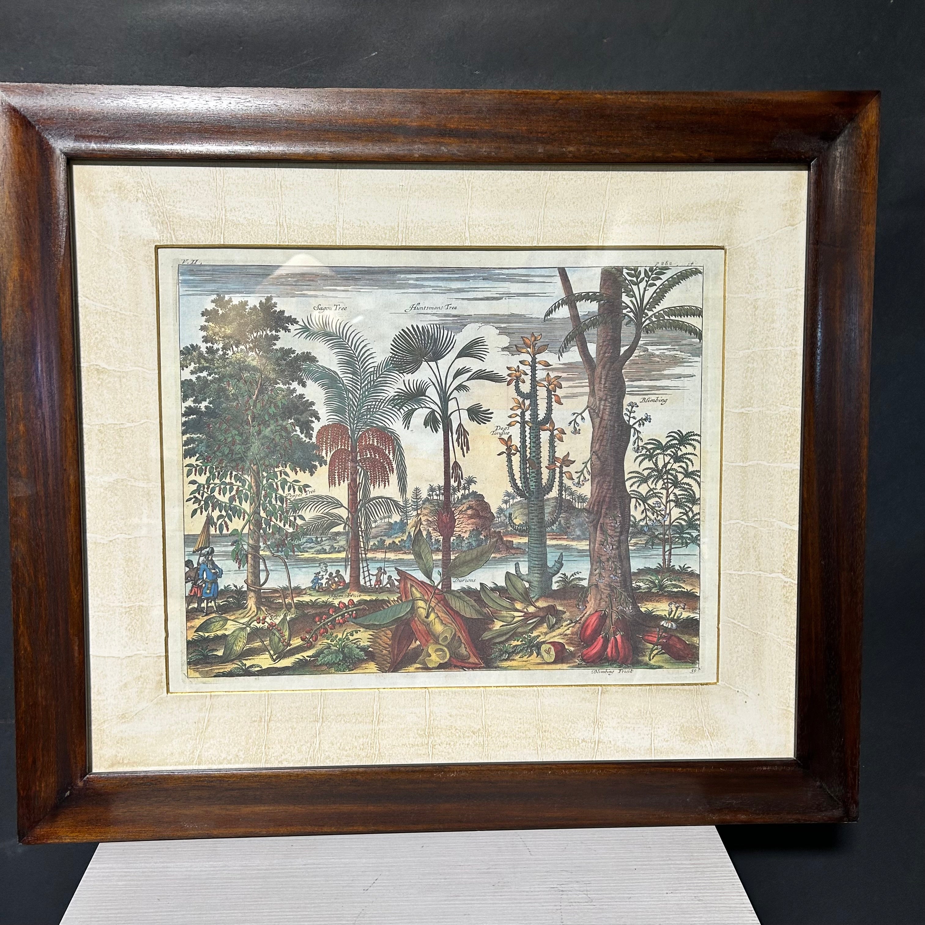 Description: Johan Nieuhof Print Of A Antique Botanical Illustrated Print 27'5"x 24"