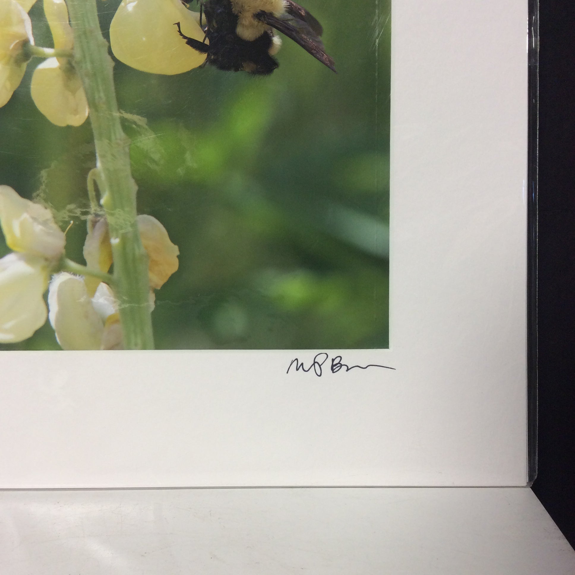 Matted W/Out Frame Signed "Yellow Buzz" Honey Bee On Flower Photograph 12" x 14"