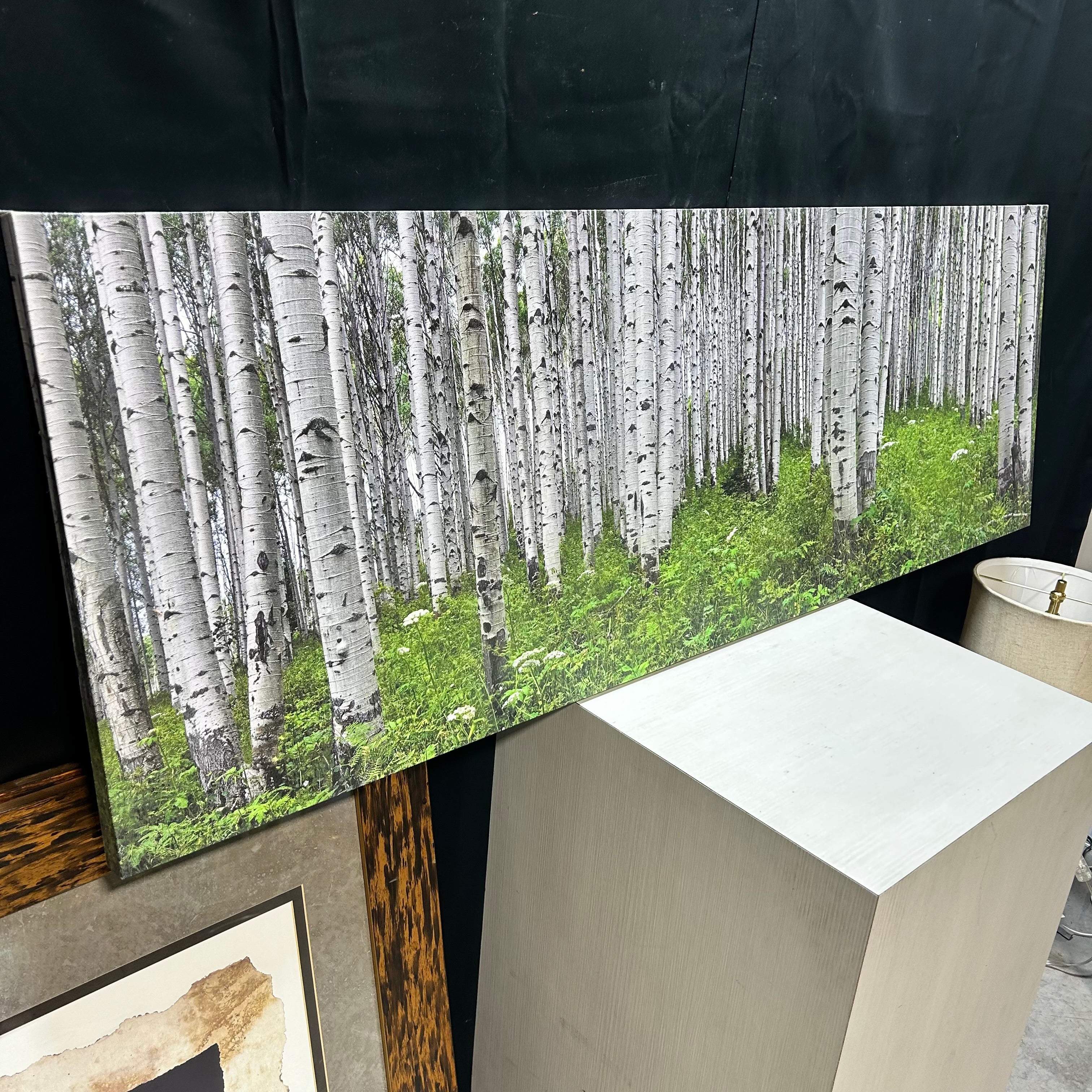 Aspen Tree Canvas Print 60"x 20"