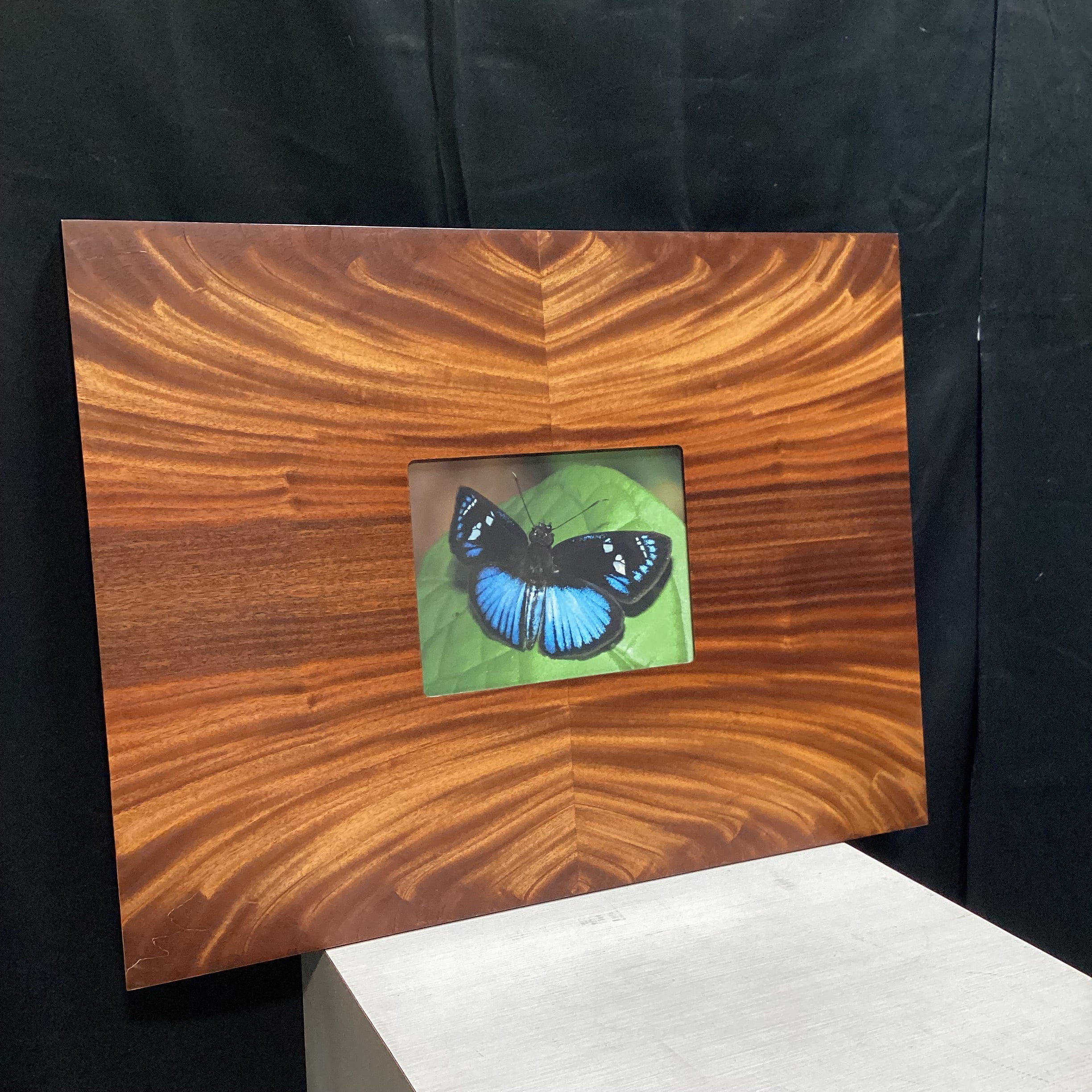Steve Graser Powder-Blue Skipper Butterfly Photograph In Flame Mahogany Wood Frame 30" x 23"