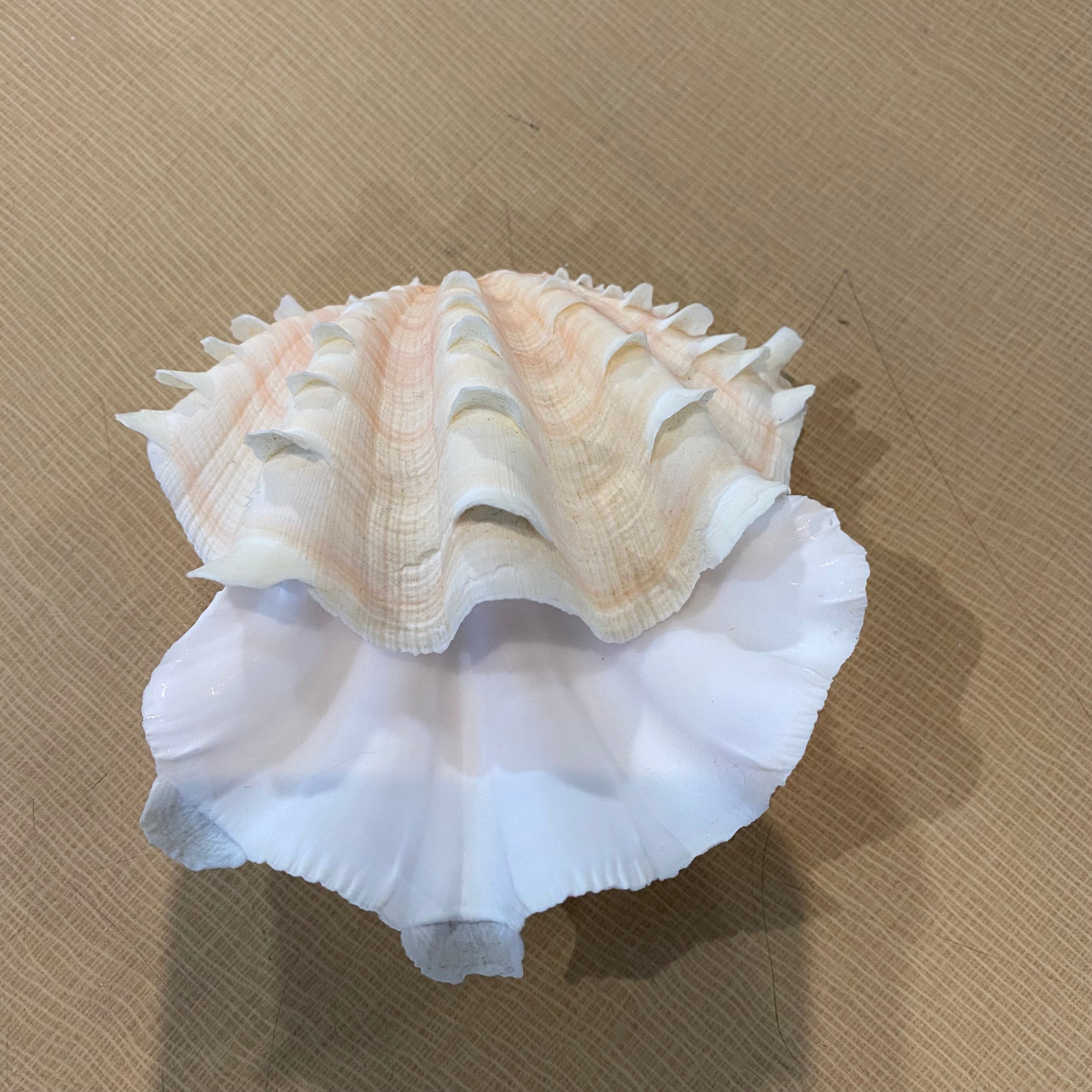 Tridacna Fluted Pair Baby Clam Shells 4"x 3"x 2.5"