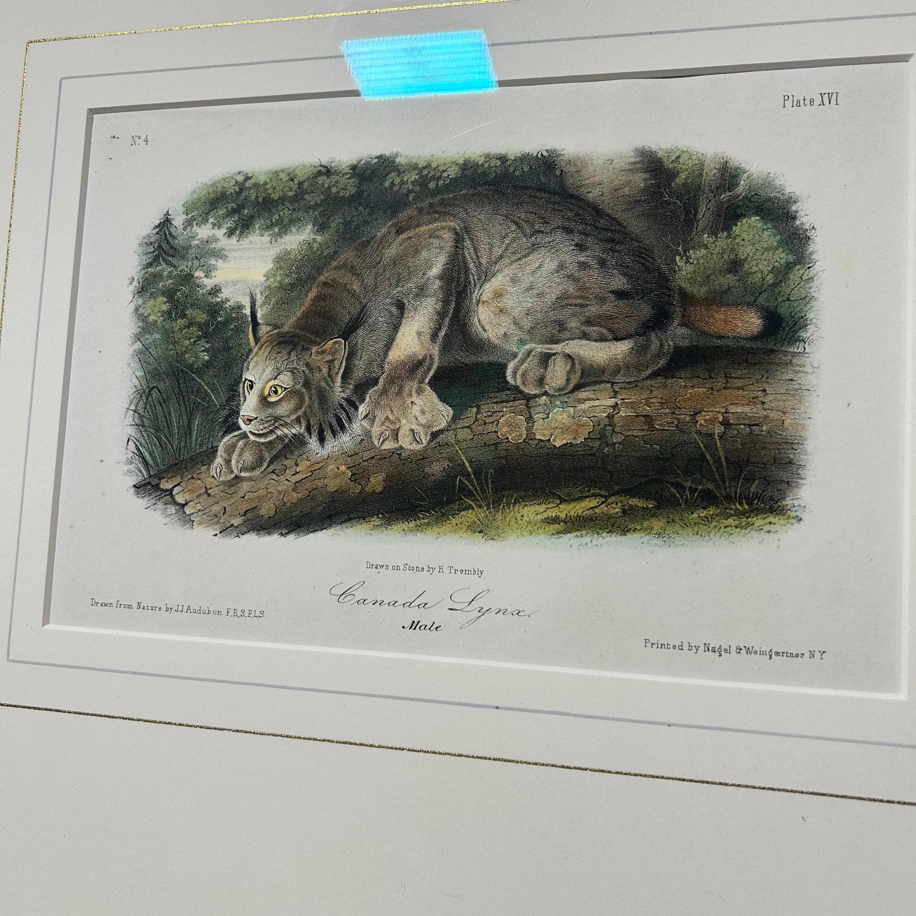 Audubon Bowen Octavo Pl.16. Canada Lynx 23"x 19"