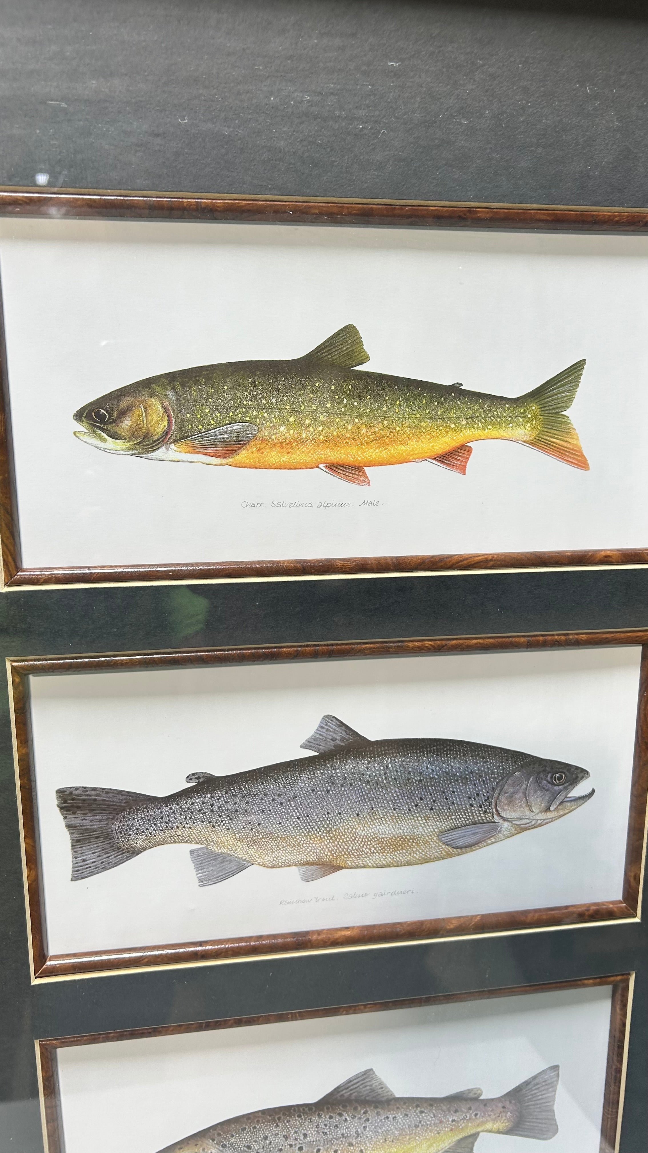 Framed Trout Illustration 19"x 26"