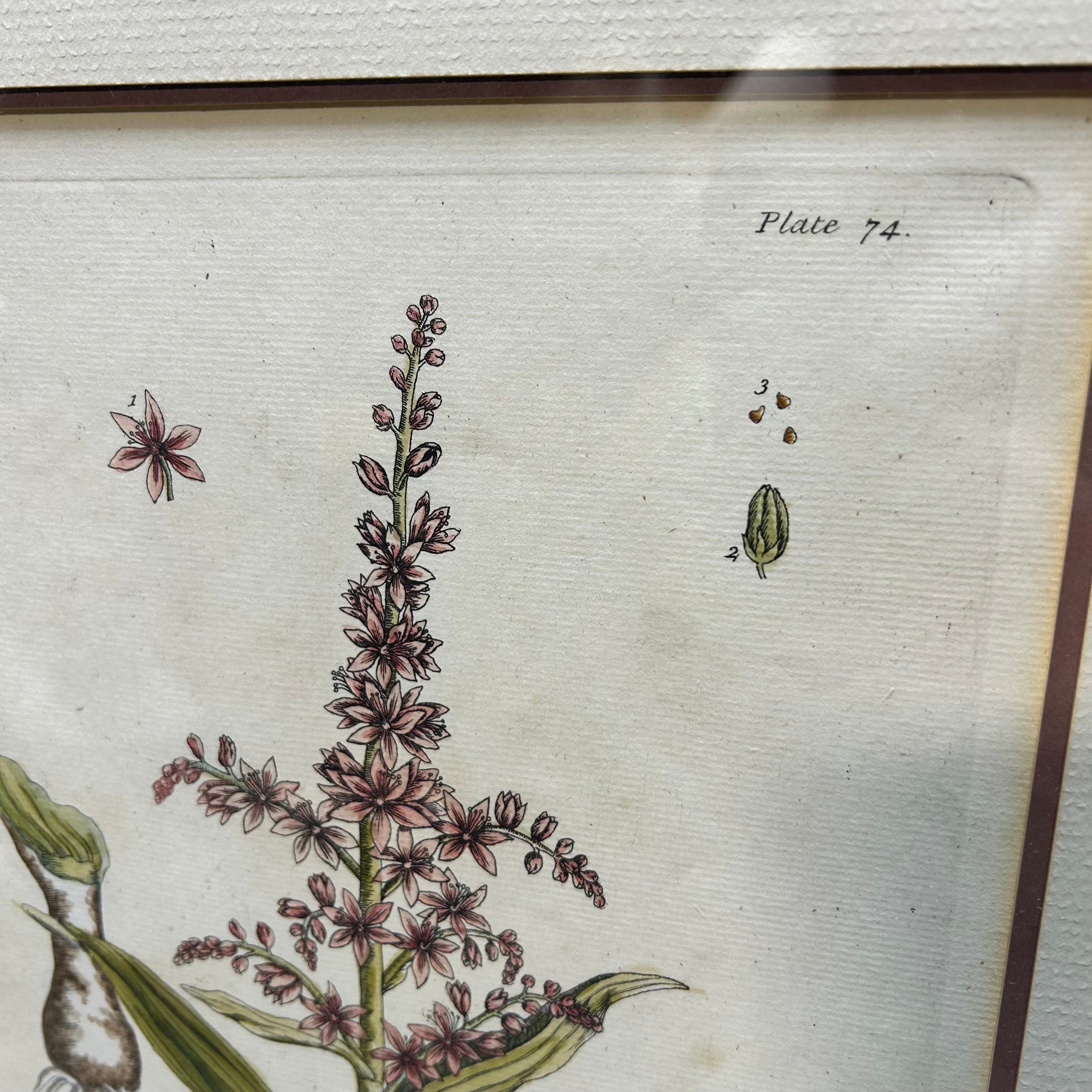 Elizabeth Blackwell Hand Colored Botanical Engraving Print 15.5"x 20.5"