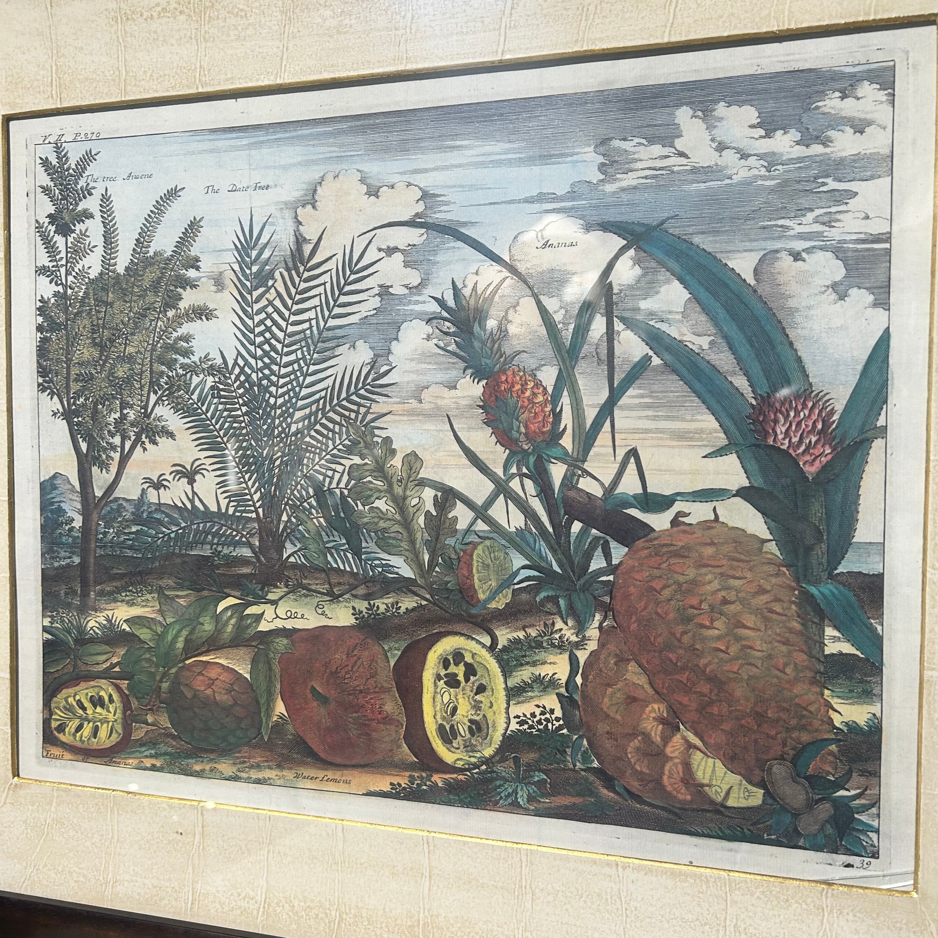 Johan Nieuhof Print Of Tropical Fruit 27'5"x 24"