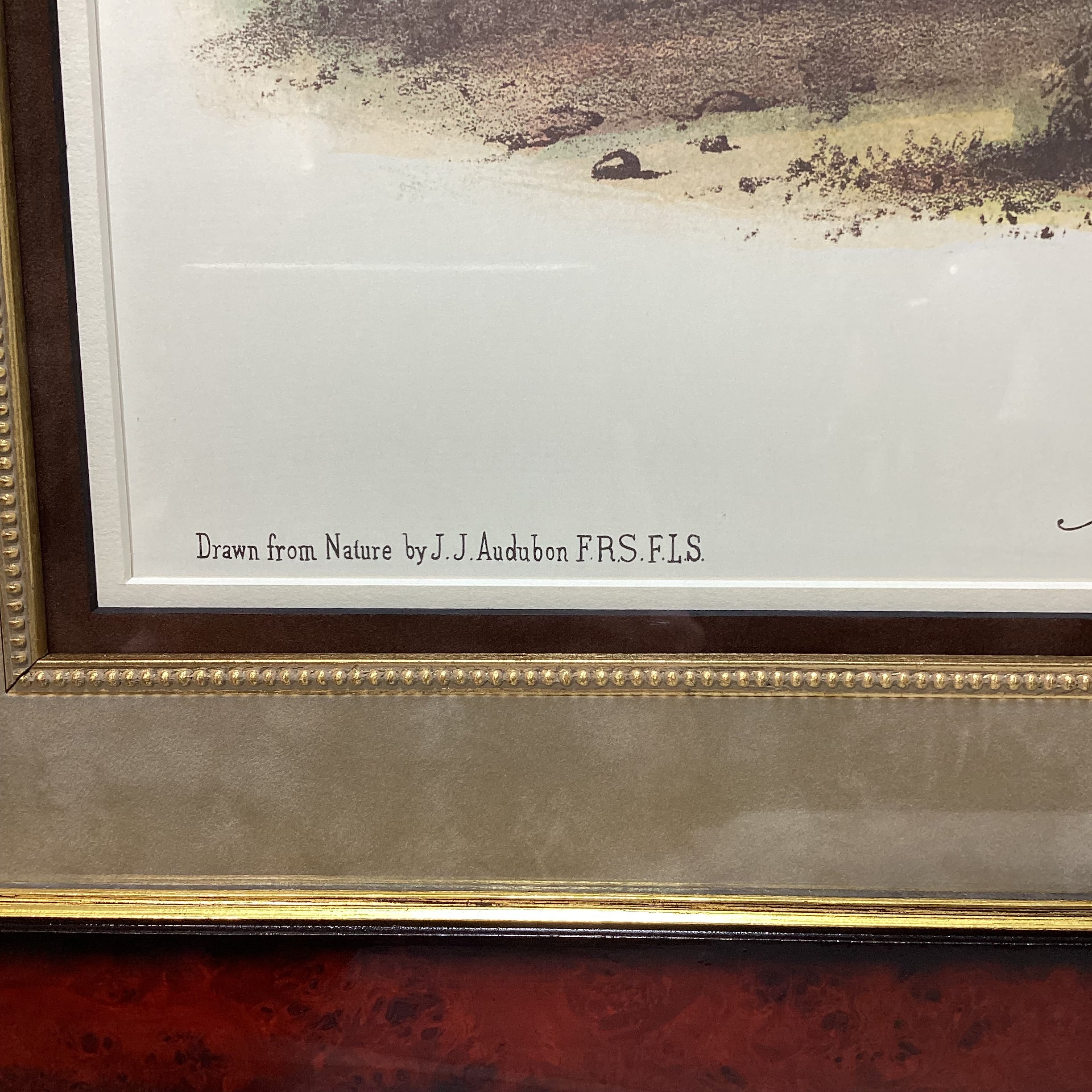 John Audubon "American Bison or Buffalo" Framed Lithograph Print 33.5" x 27.5"