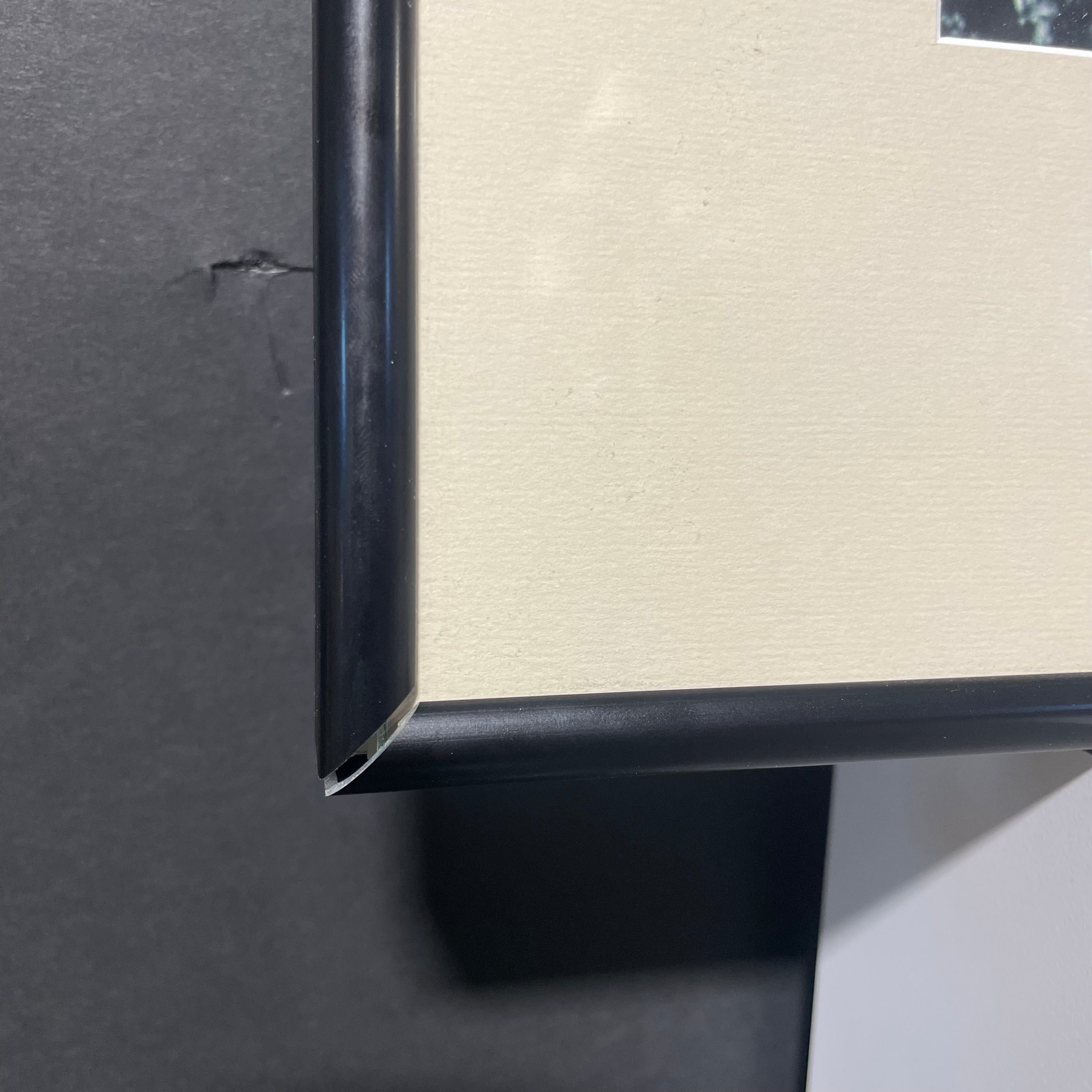 Lions Drinking At The Watering Hole Photograph In A Black Frame 19" x 15"