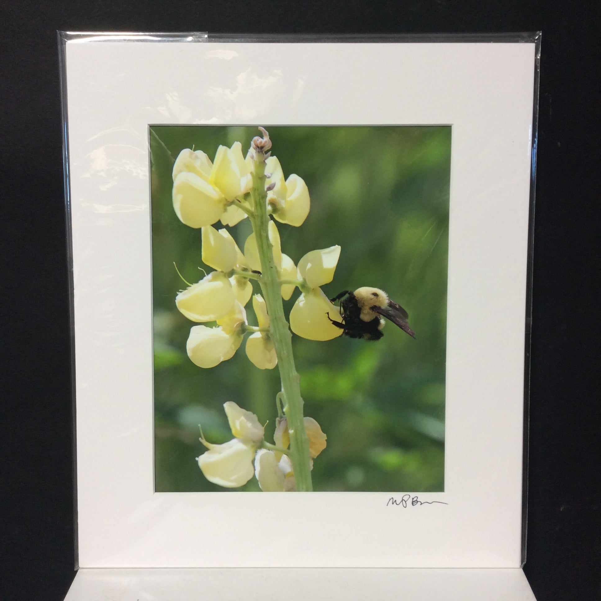 Matted W/Out Frame Signed "Yellow Buzz" Honey Bee On Flower Photograph 12" x 14"