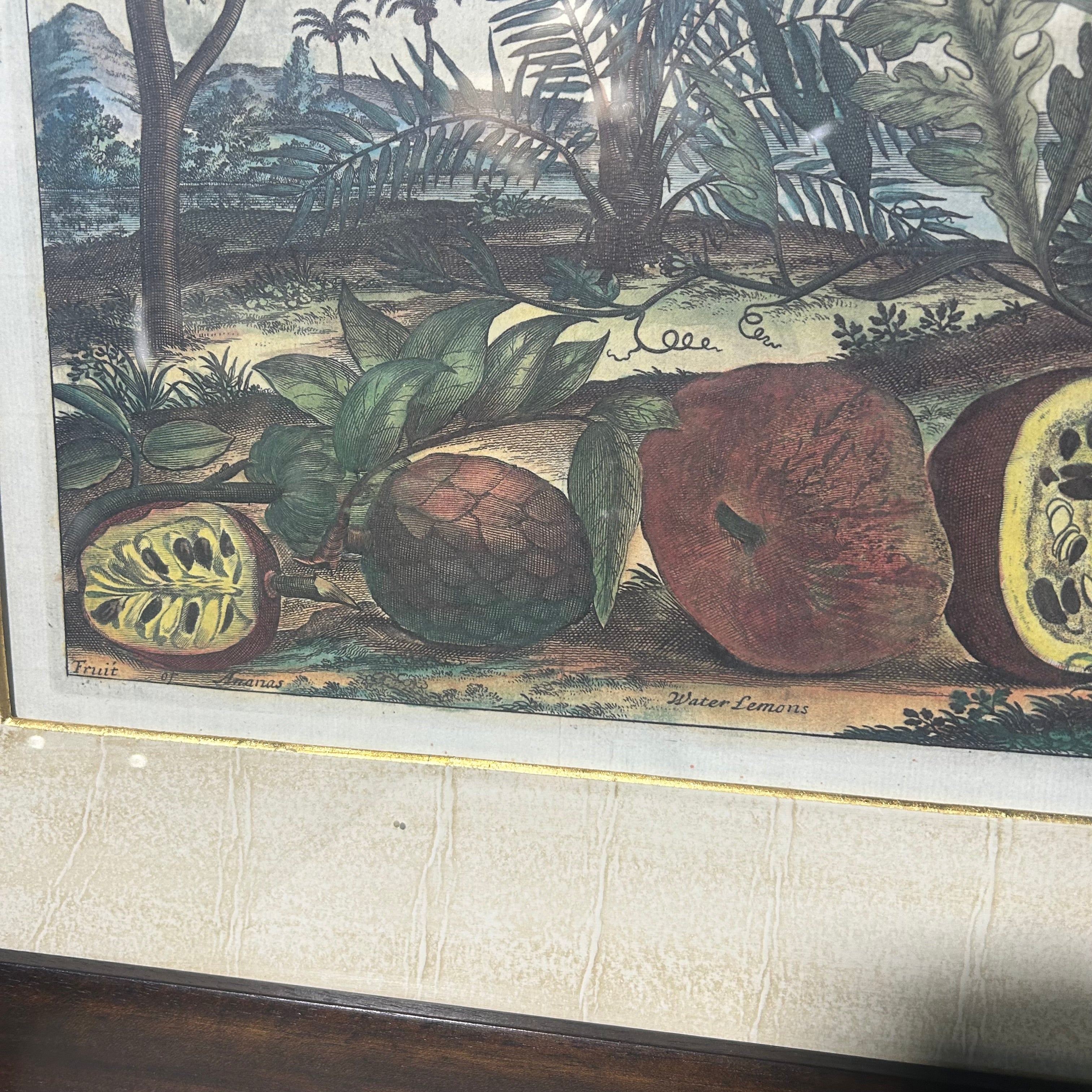 Johan Nieuhof Print Of Tropical Fruit 27'5"x 24"