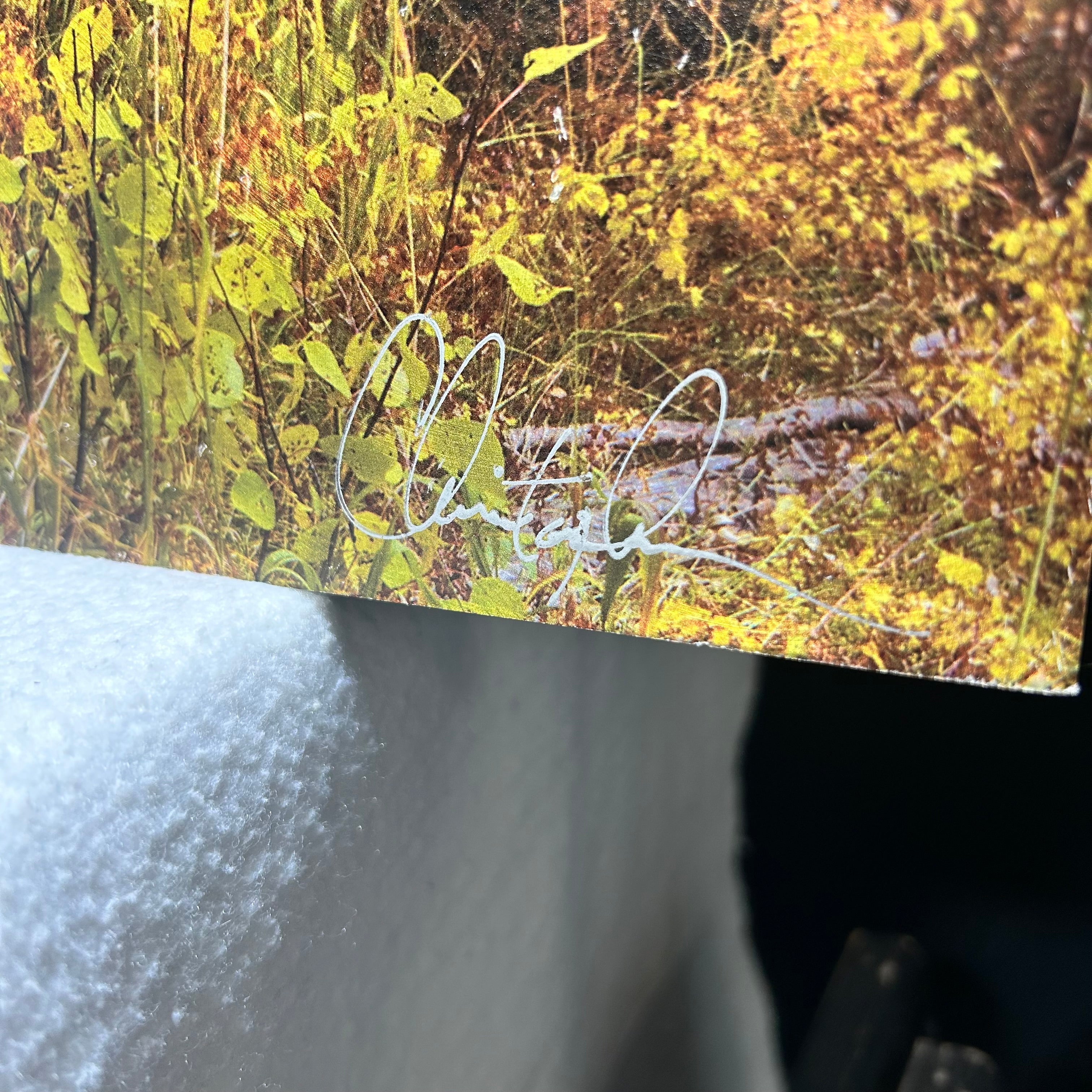 Aspen Tree Photography Signed On Metal Backing 40"x 30"