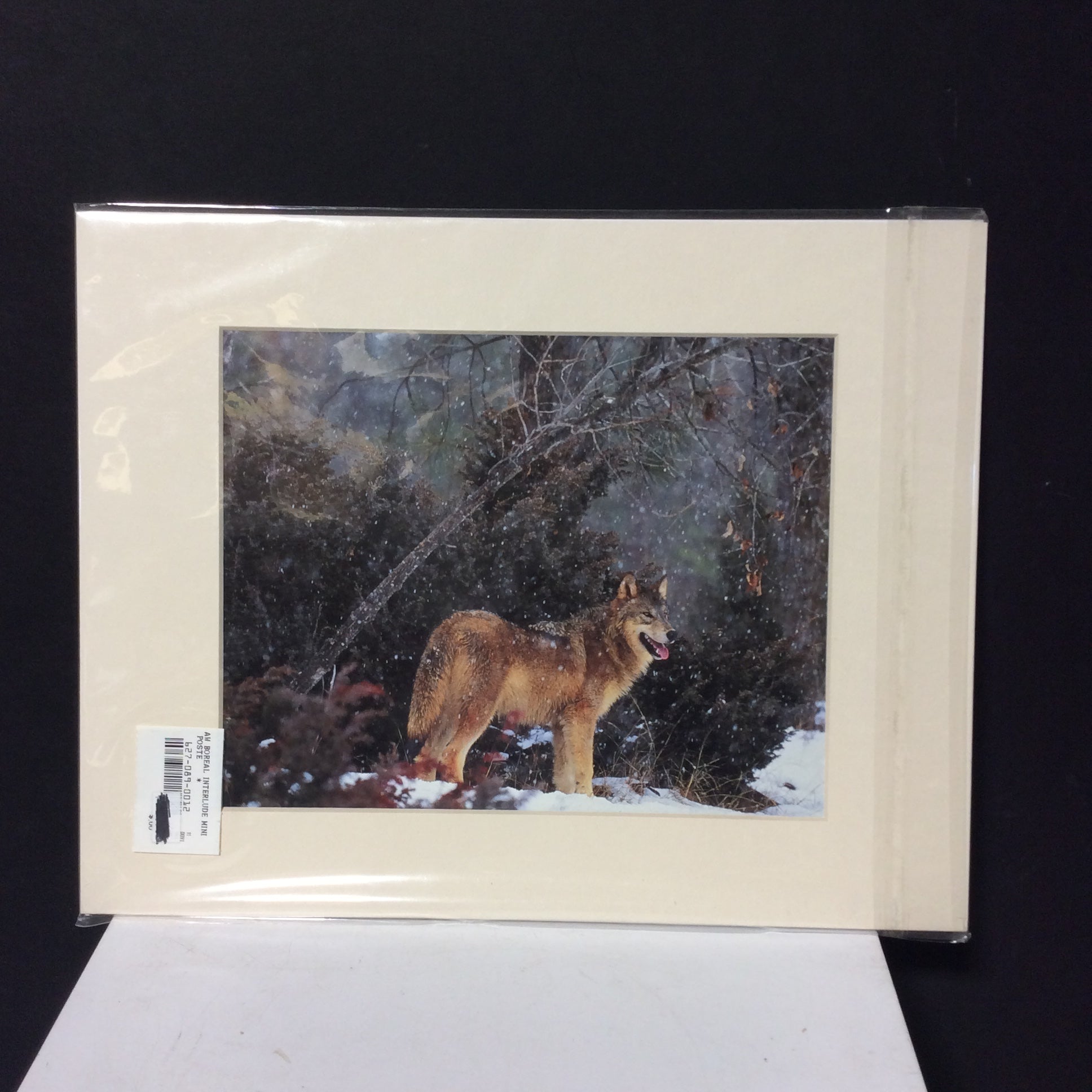 Matted W/Out Frame Wolf Portrait Photographs 11" x 14"