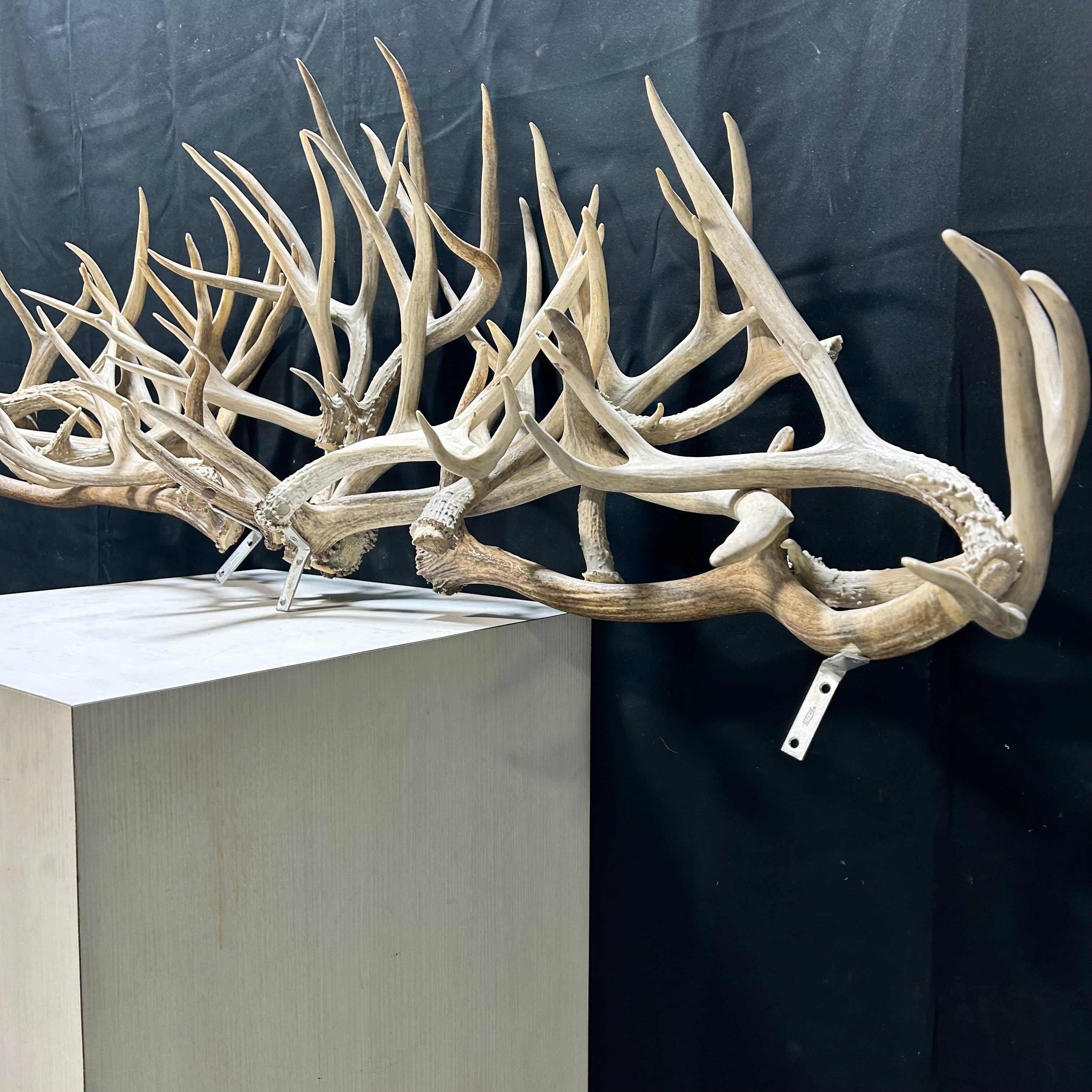 Custom Mount Of Horizontal Natural  Antler Mix 54"x 19'x 14"