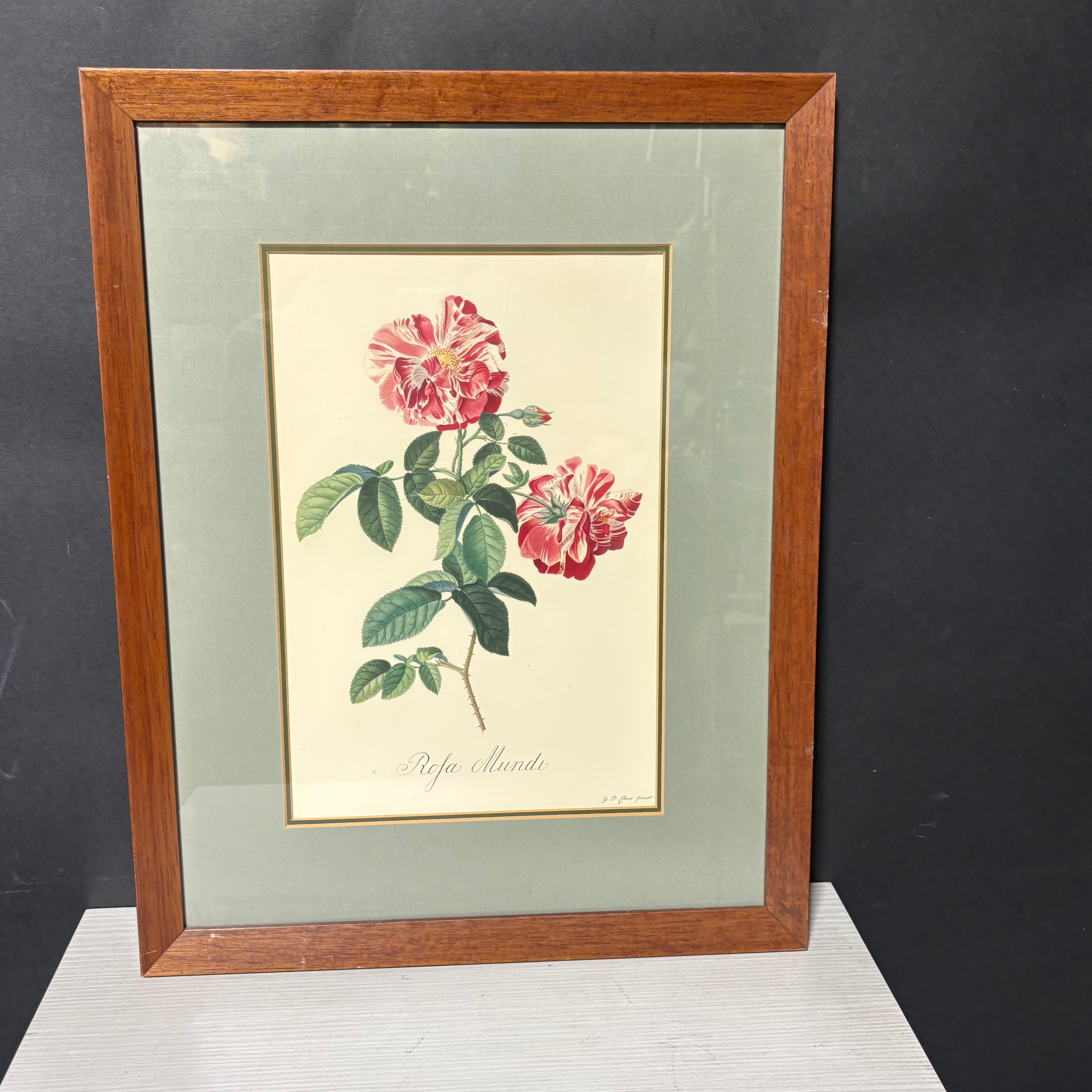 Georg D. Ehret The Common Province Rose Floral Print Framed Wall Decor 16” x 21”