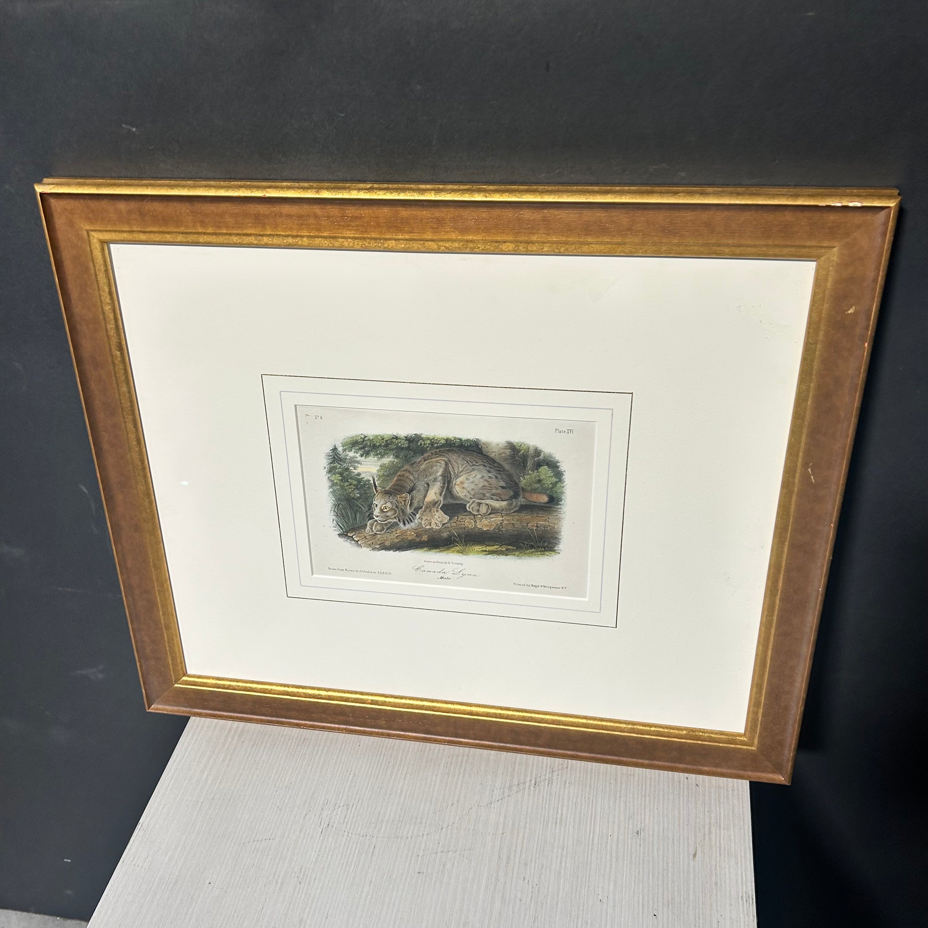 Audubon Bowen Octavo Pl.16. Canada Lynx 23"x 19"